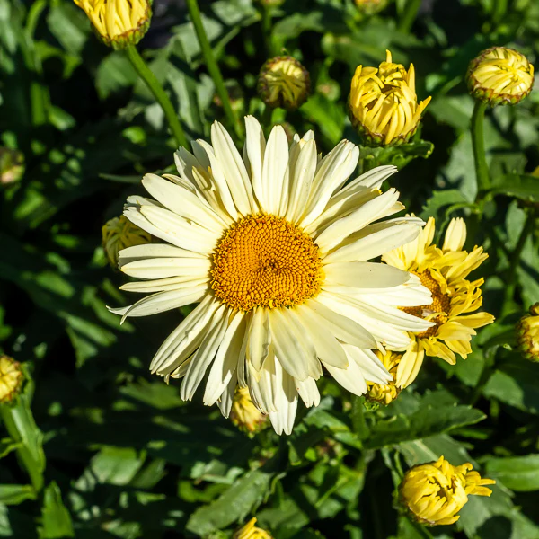 Miniatuur 2