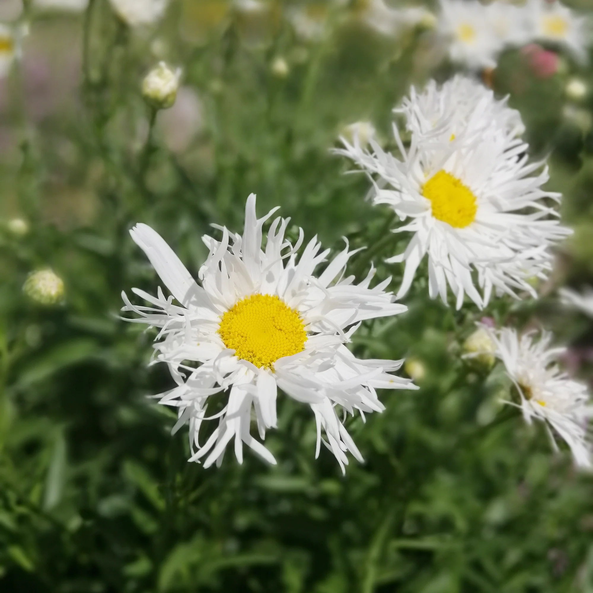Miniatuur 2