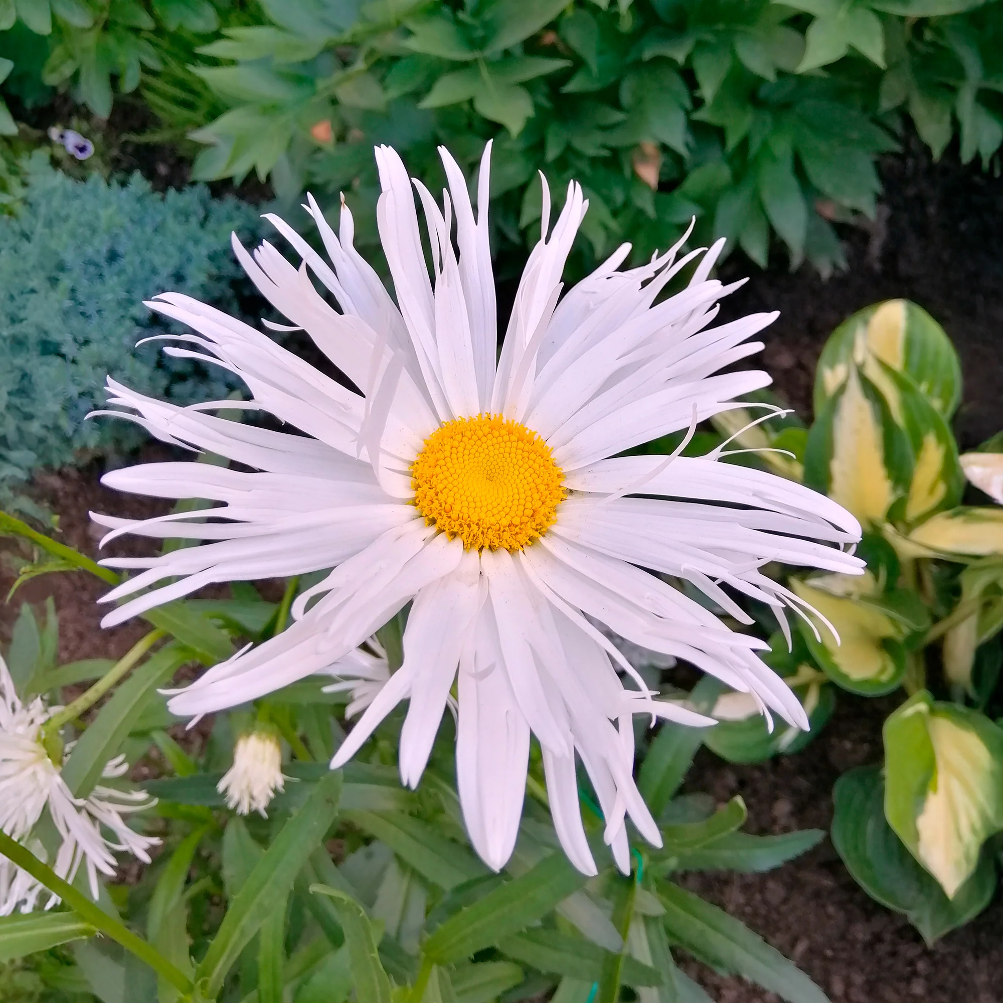 Miniatuur 1