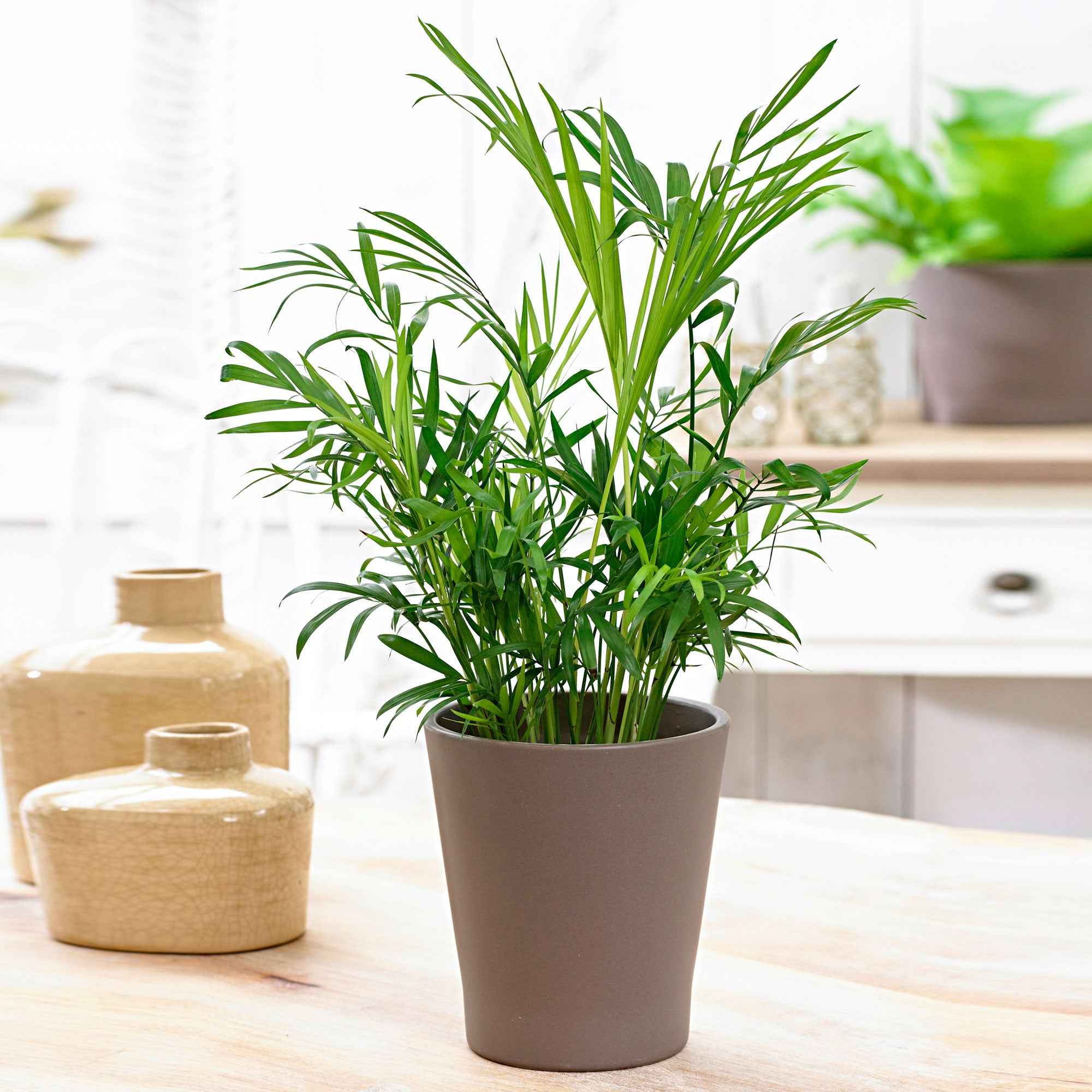 Miniatuur 2
