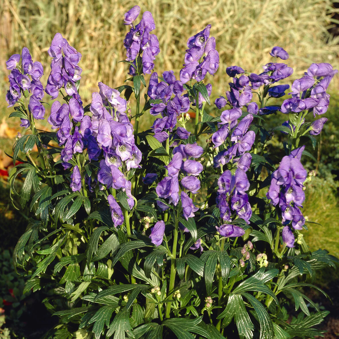 Miniatuur 1