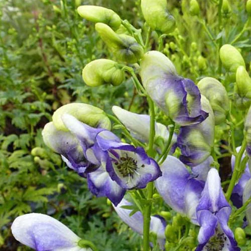Miniatuur 1