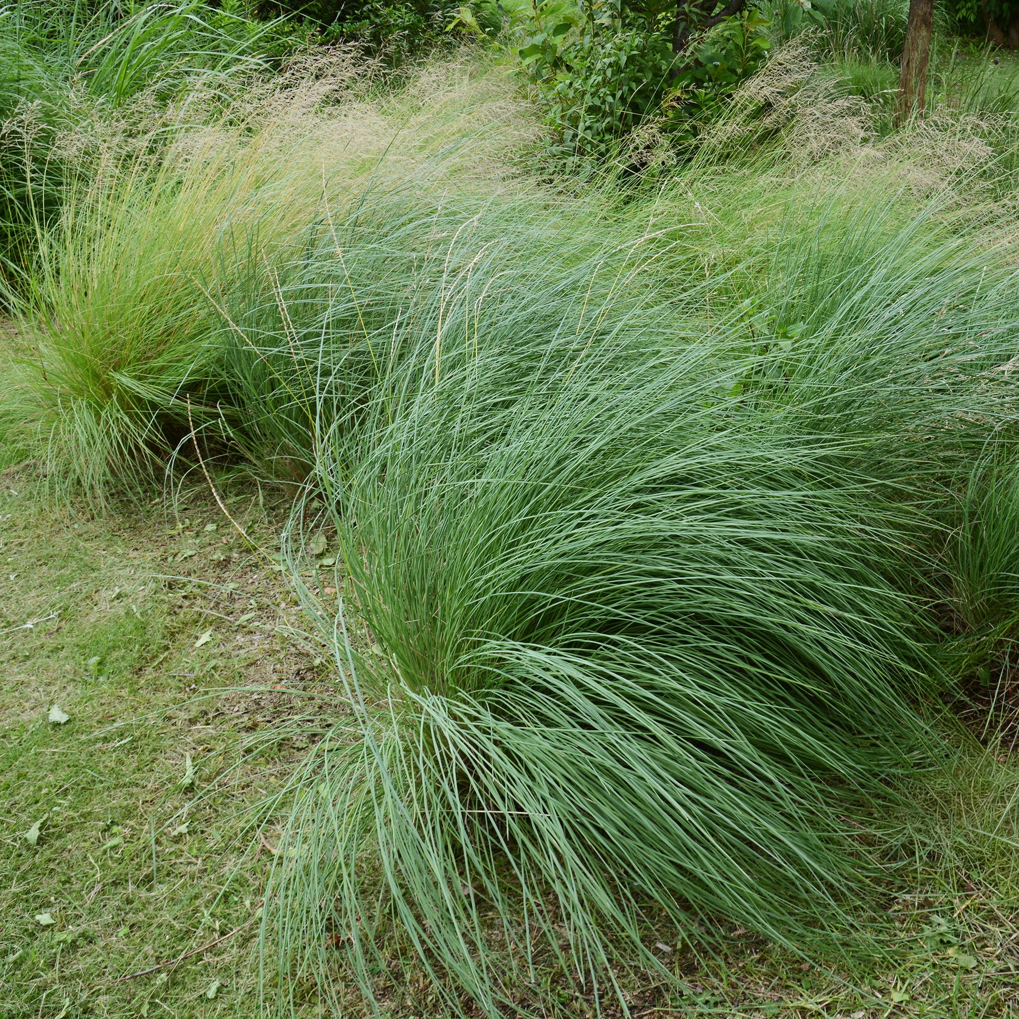 Miniatuur 1