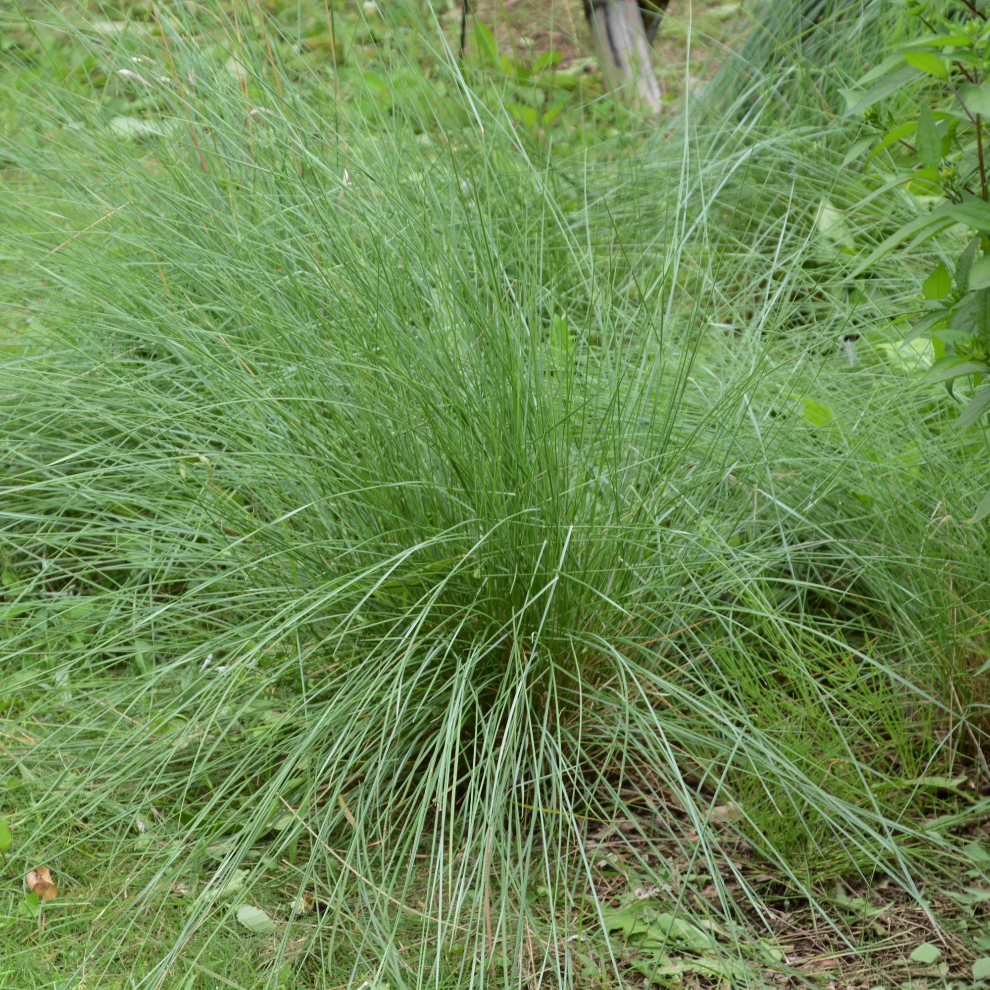 Miniatuur 2
