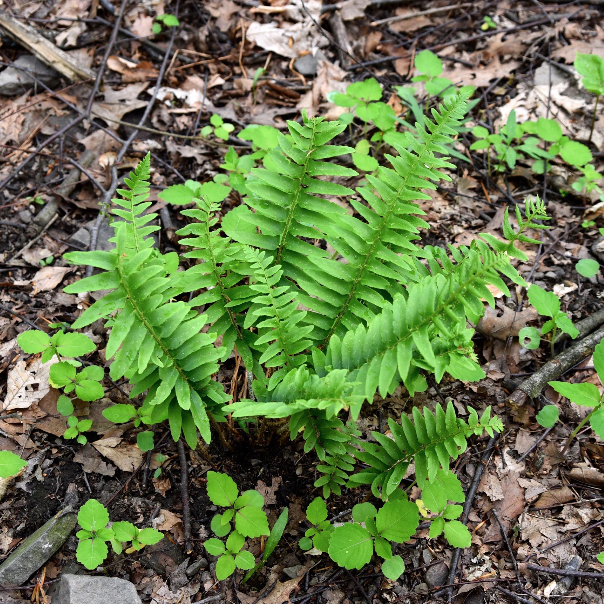 Thumb 2