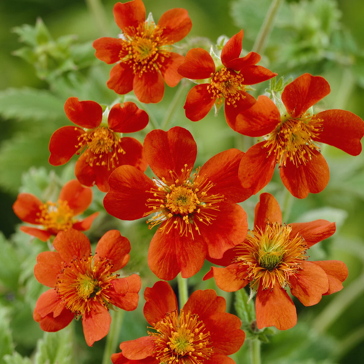 Miniatuur 2