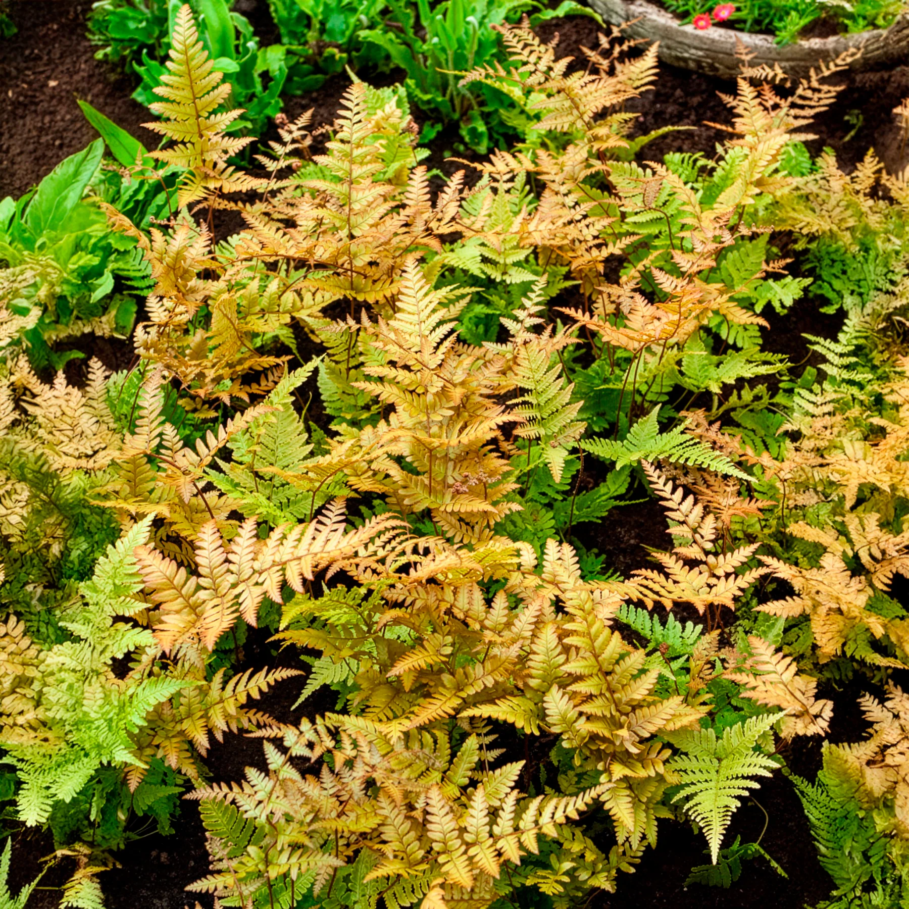 Miniatuur 1