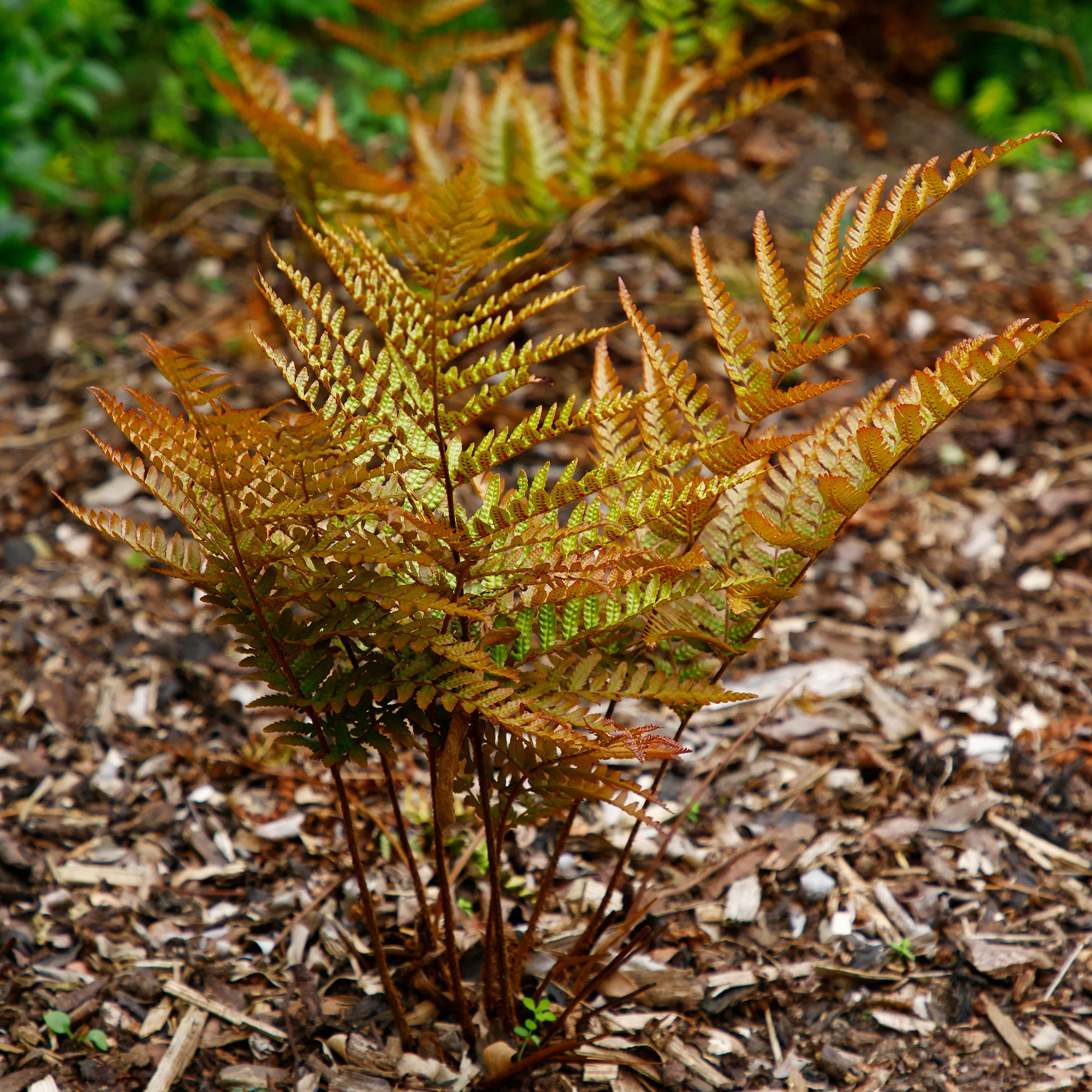 Miniatuur 2