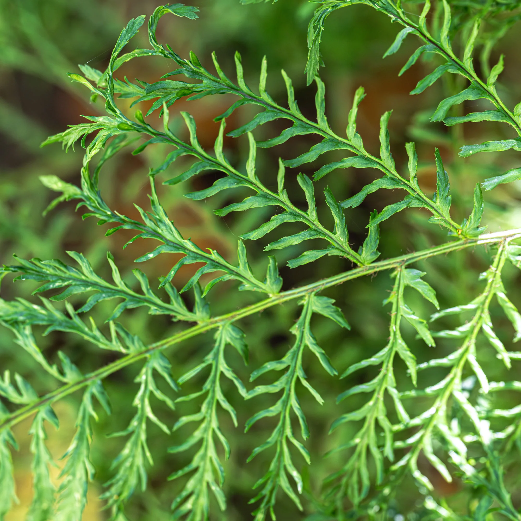 Miniatuur 2