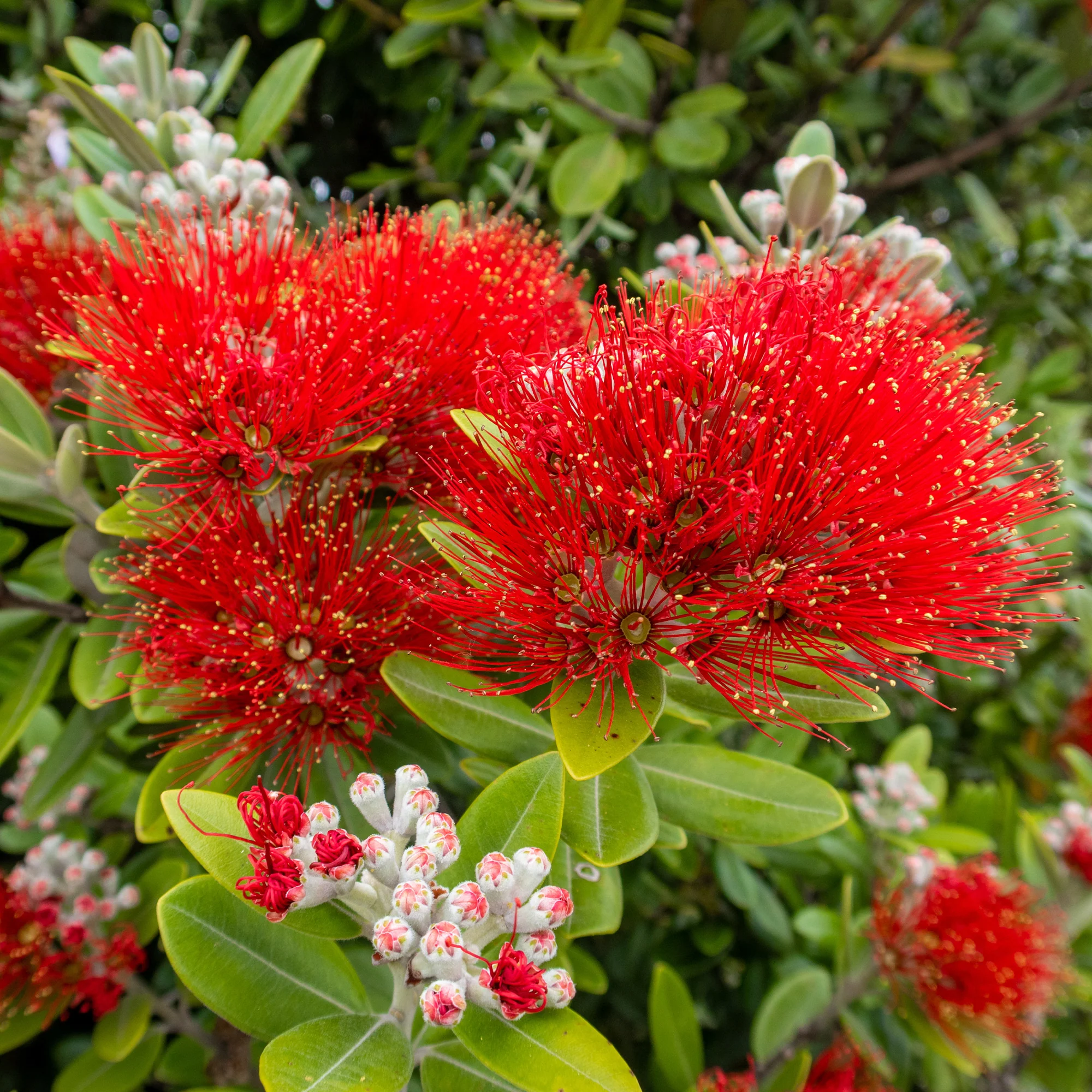 Miniatuur 2
