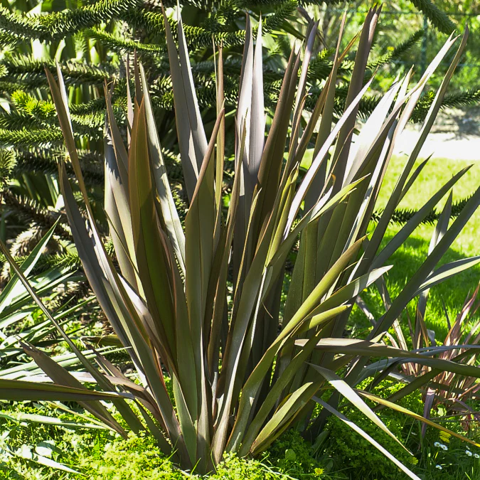 Miniatuur 1