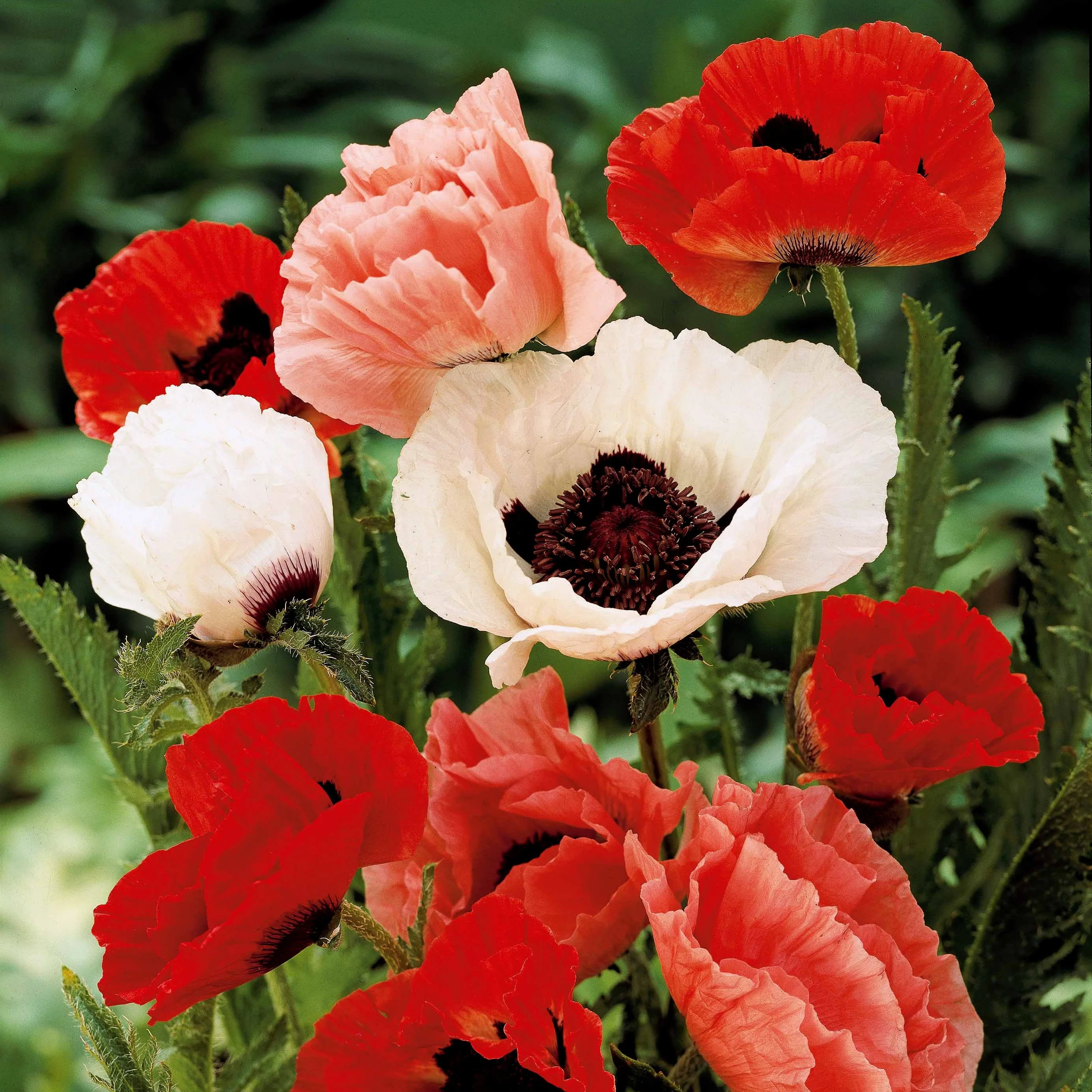 Miniatuur 2