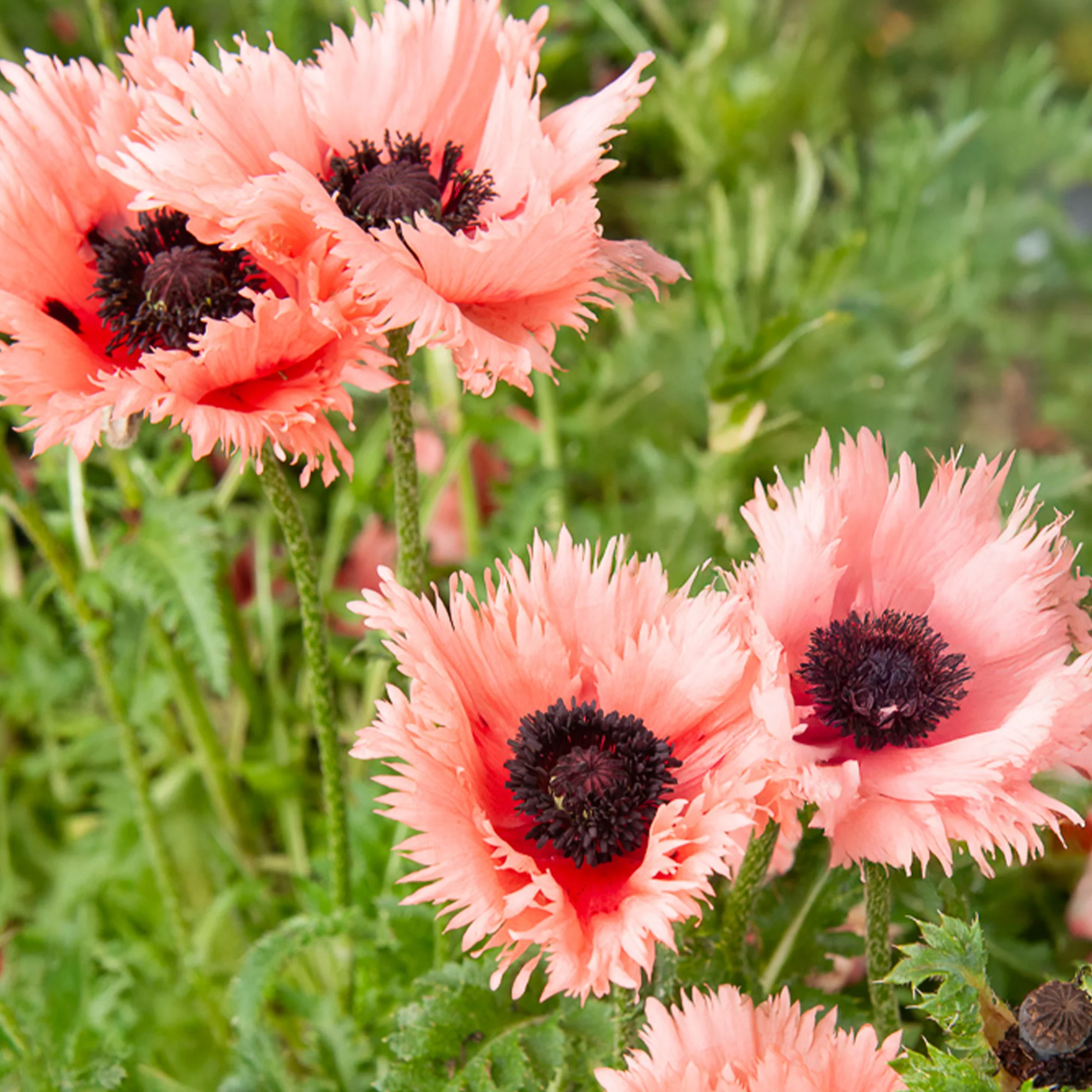 Miniatuur 2