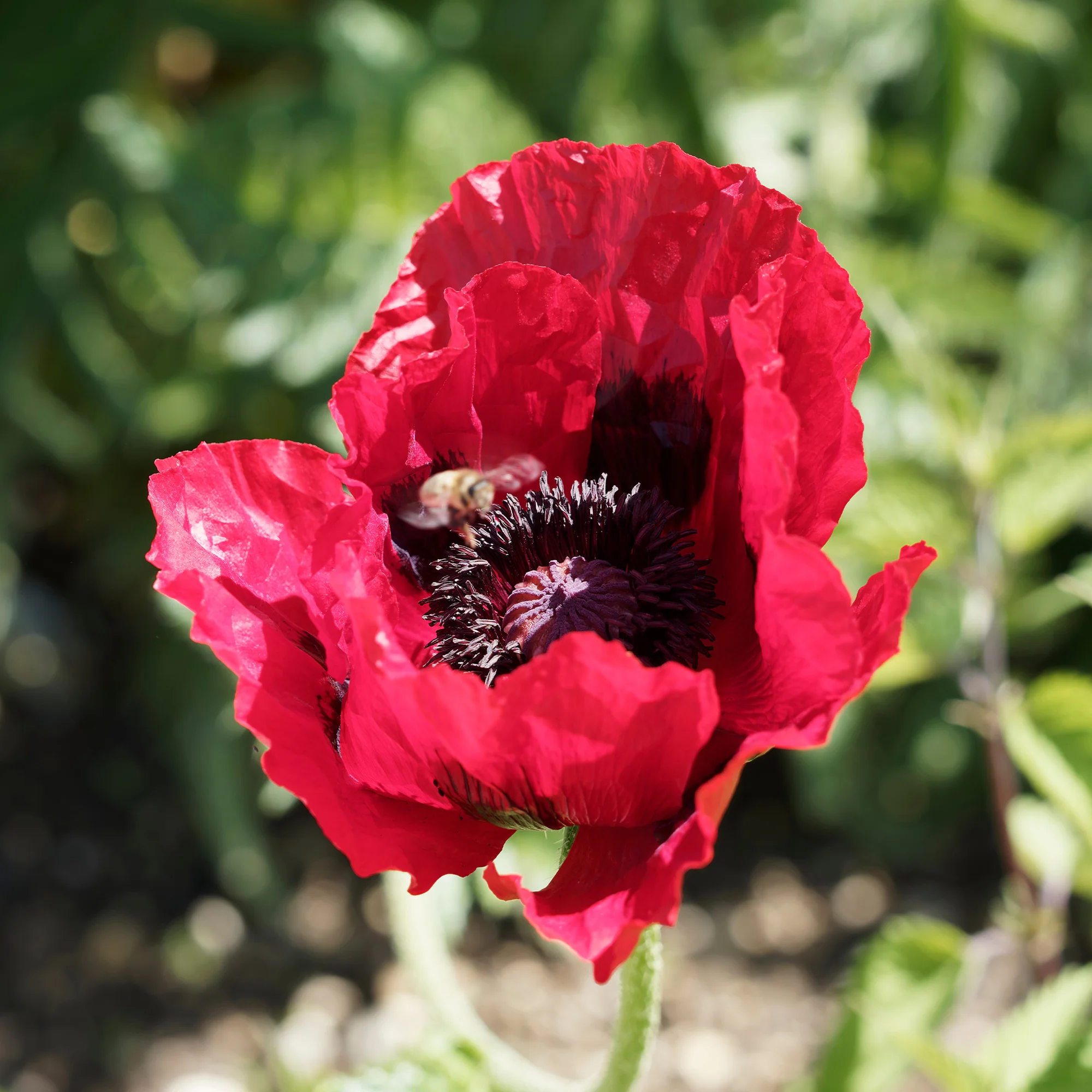 Miniatuur 2
