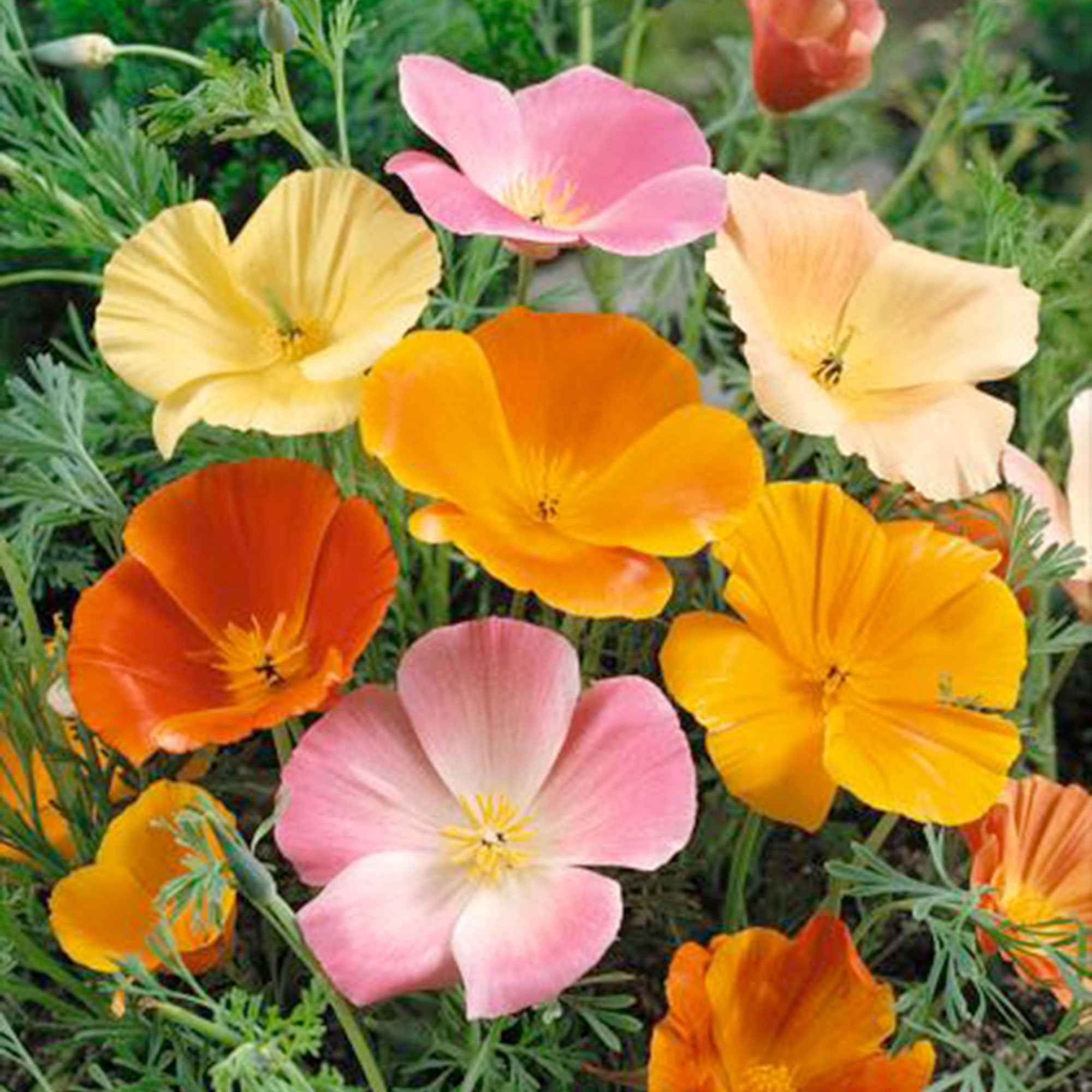 Miniatuur 2