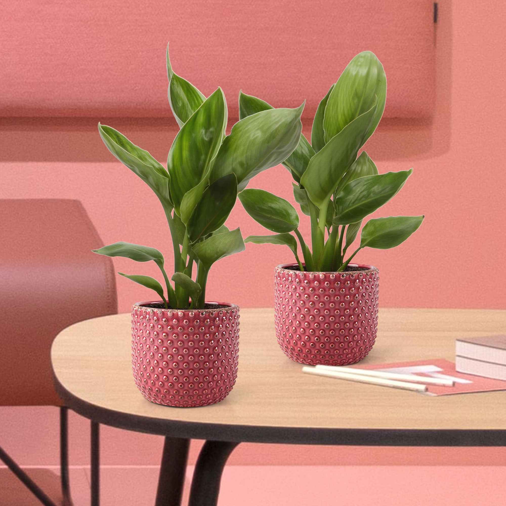 Miniatuur 1