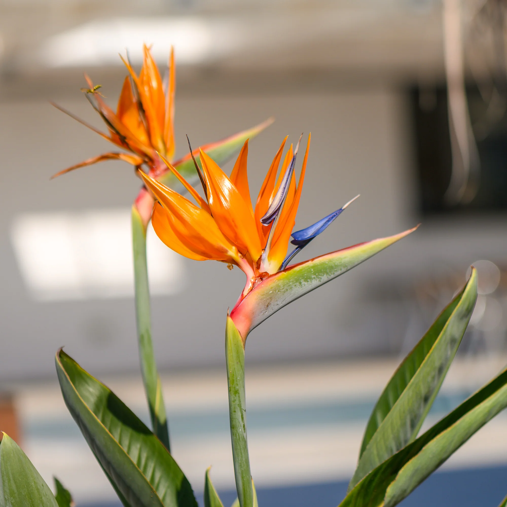 Miniatuur 2