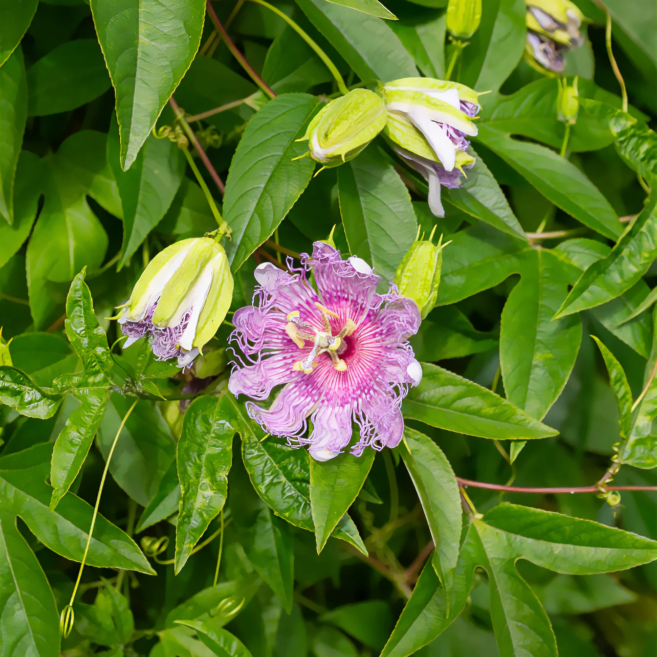 Miniatuur 1
