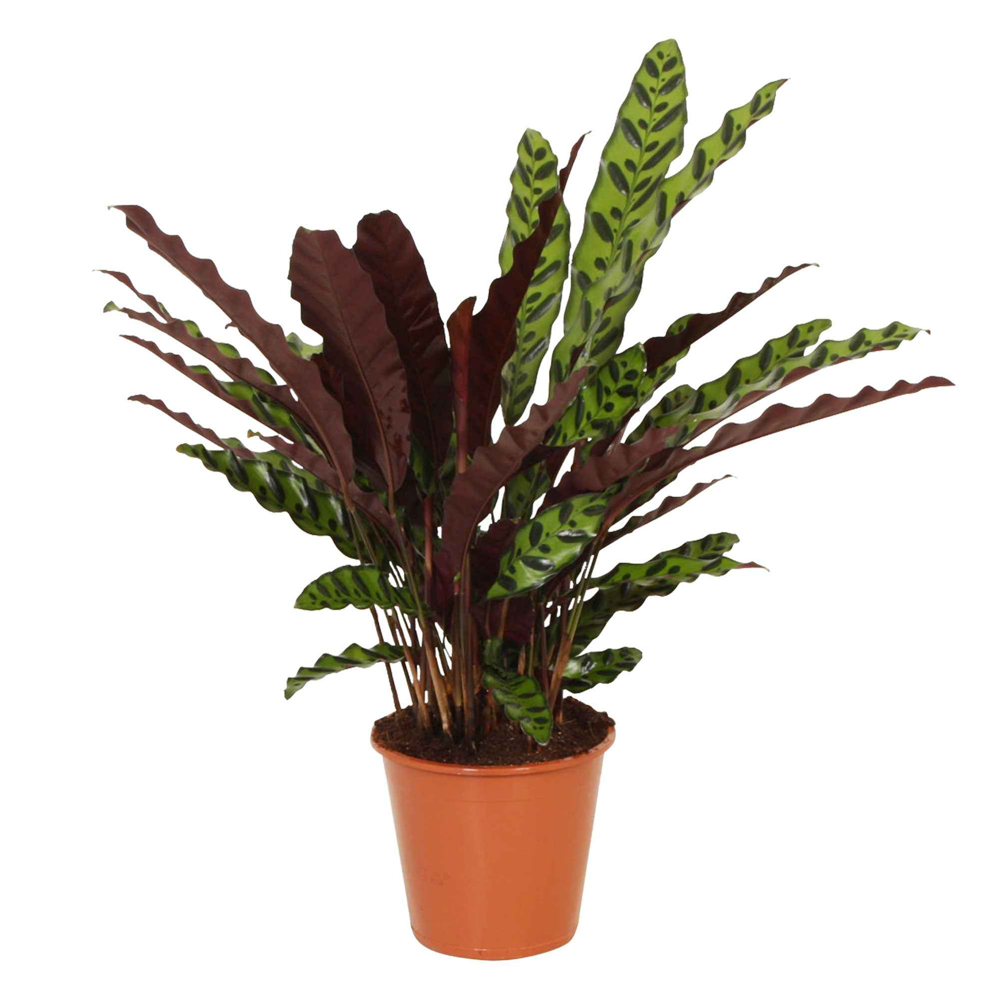 Miniatuur 1