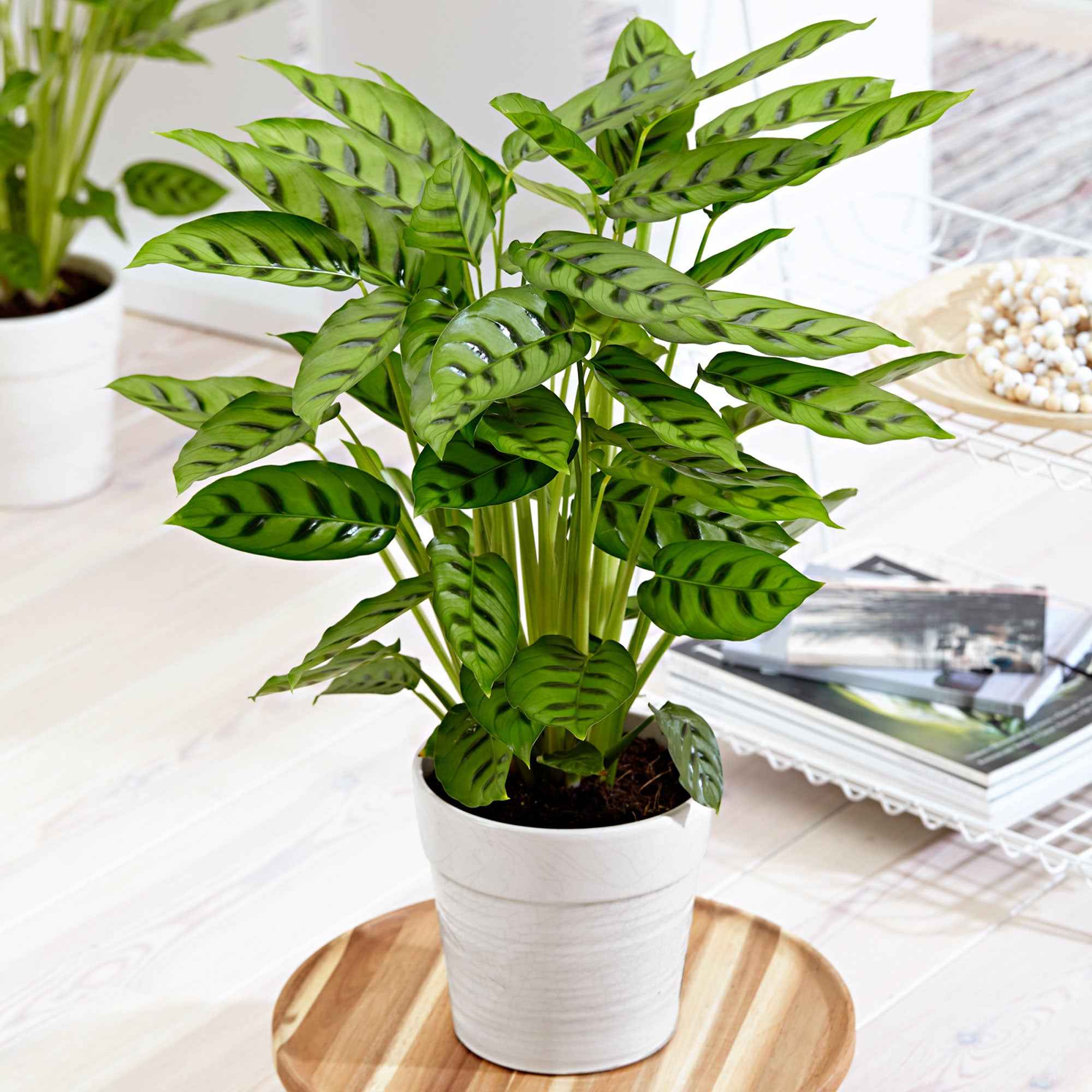 Miniatuur 1