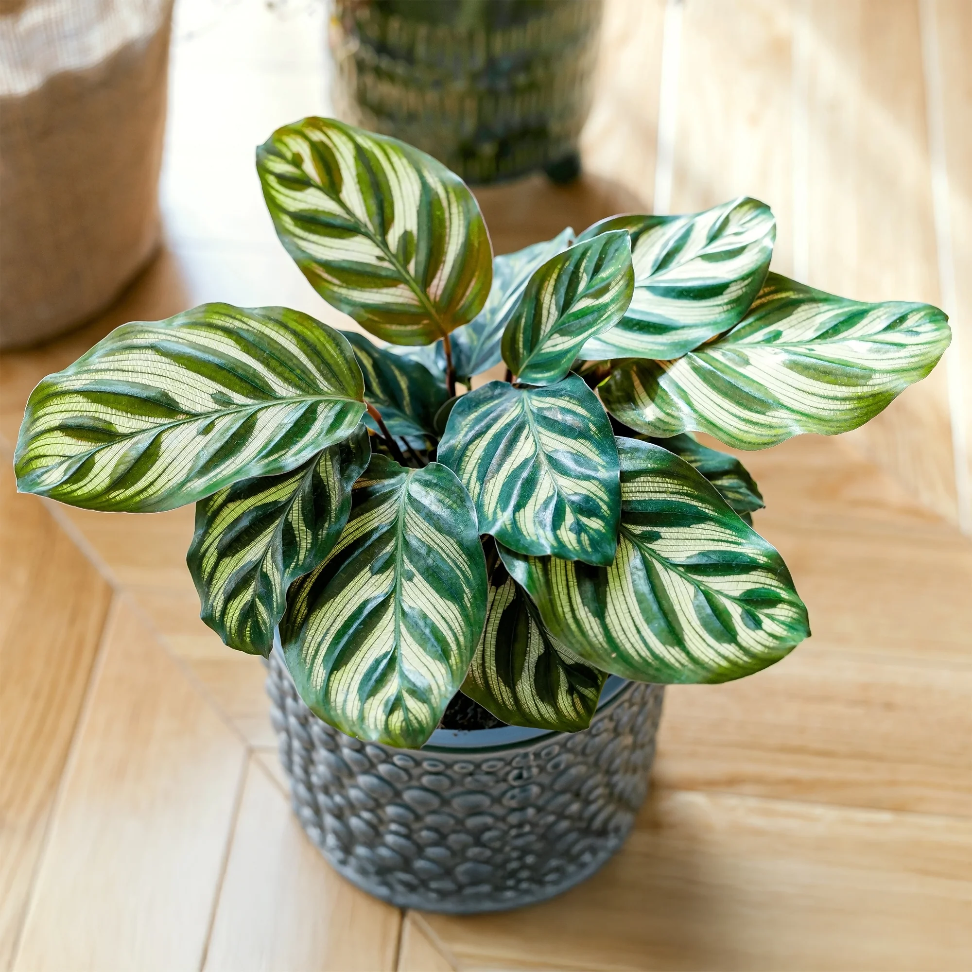 Miniatuur 1
