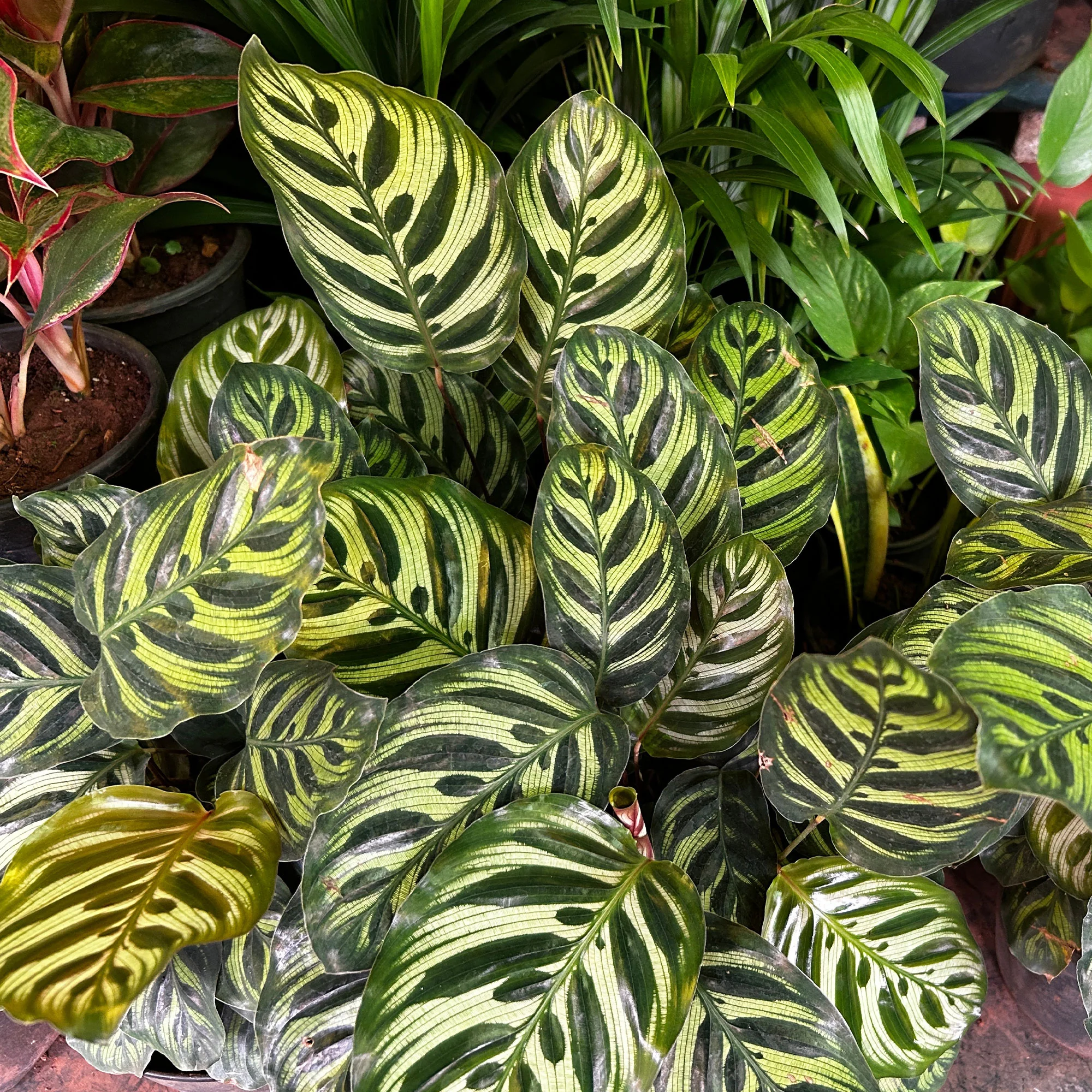 Miniatuur 2
