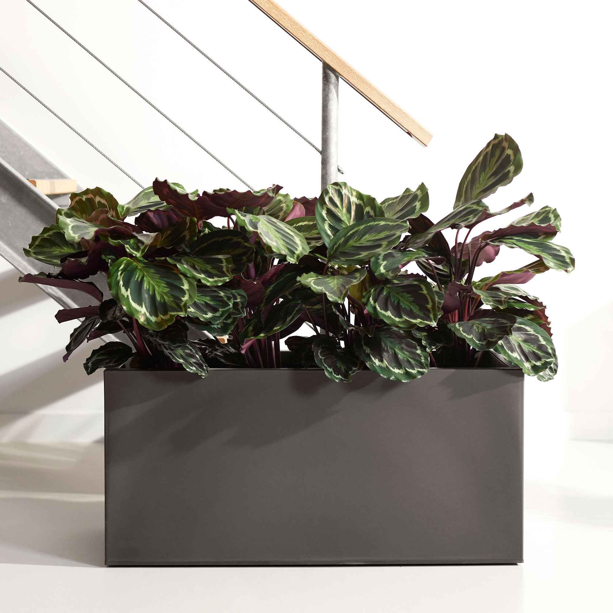 Miniatuur 1
