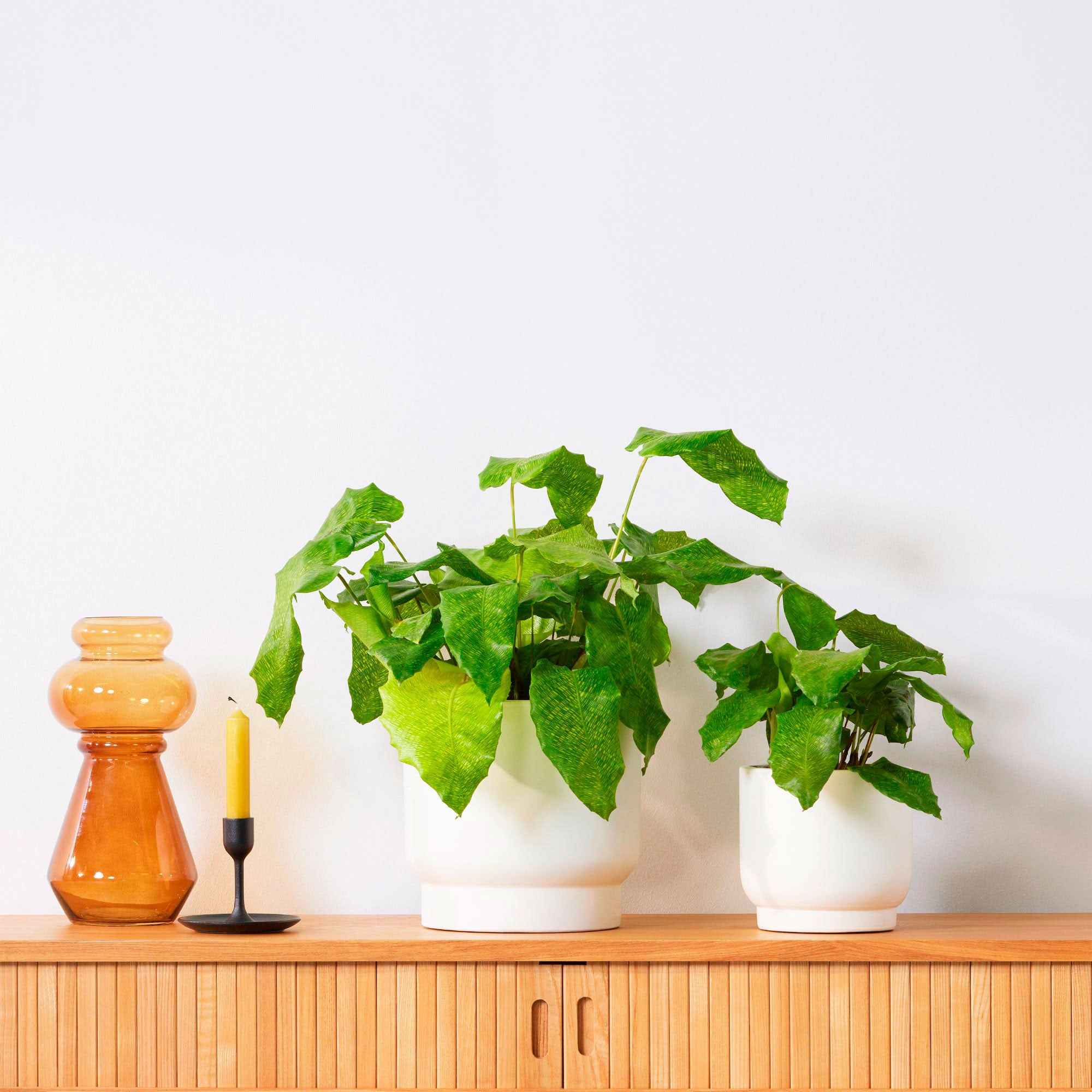 Miniatuur 1