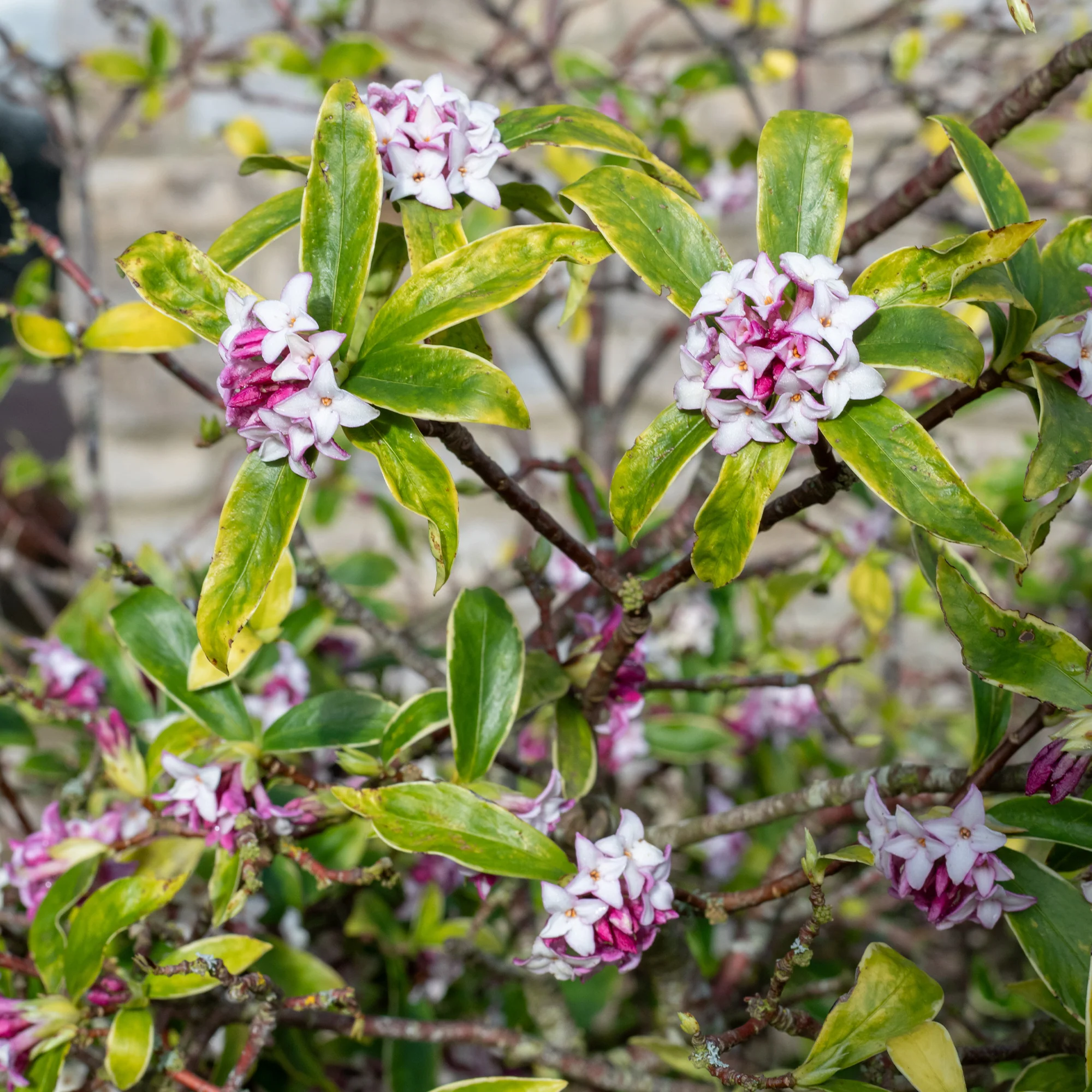 Miniatuur 1