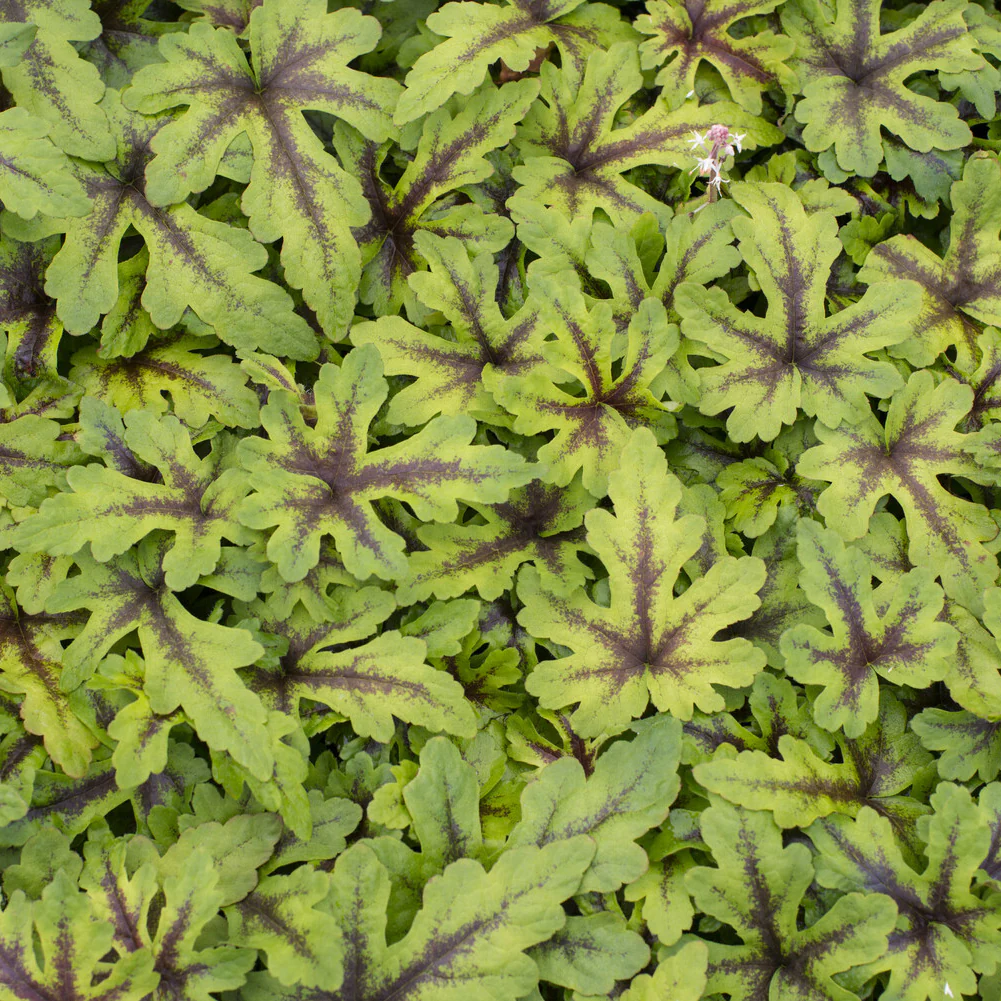 Miniatuur 1