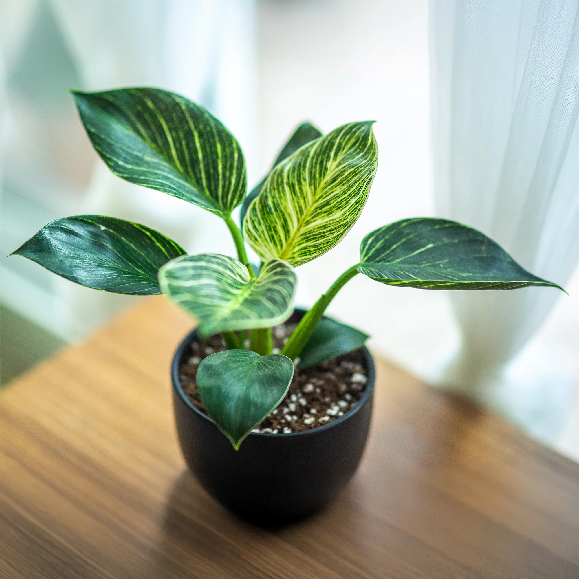 Miniatuur 2