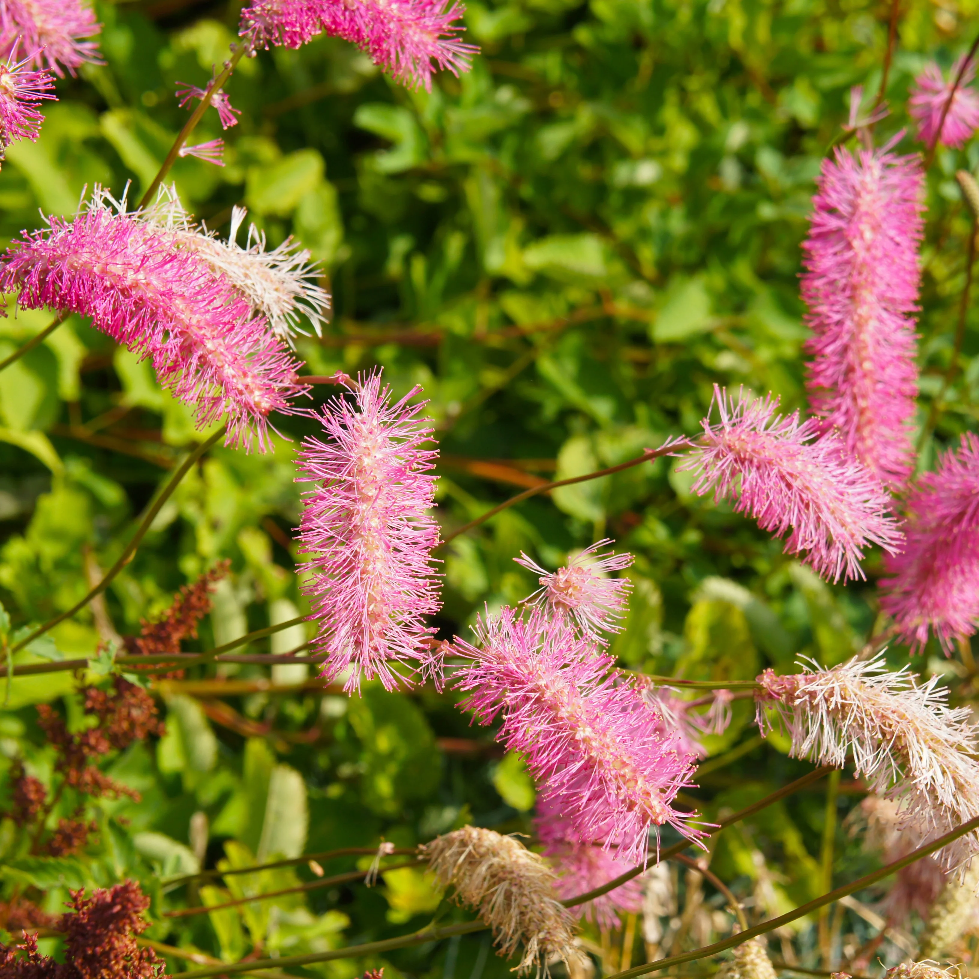 Miniatuur 2