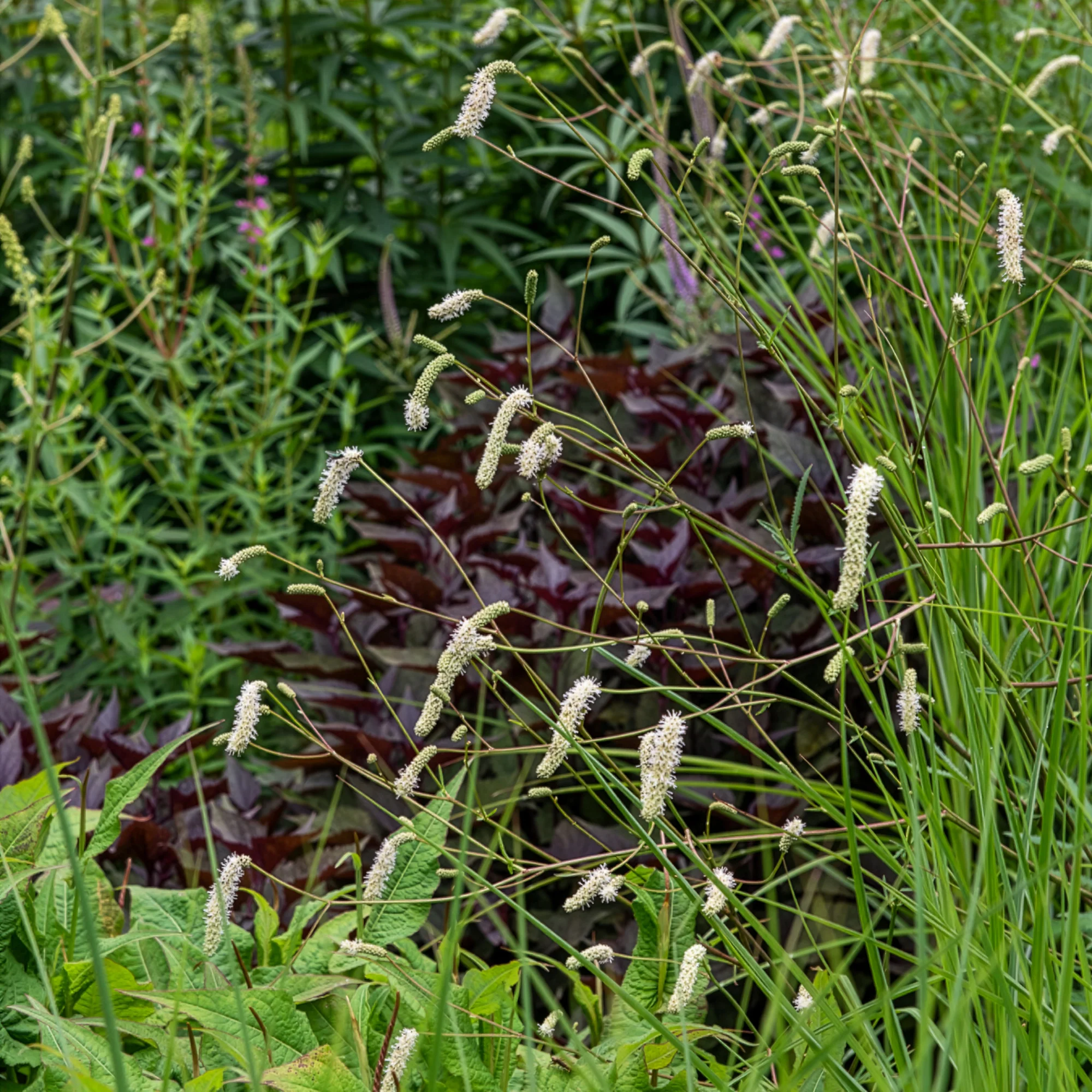 Miniatuur 2