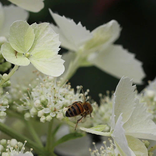 Miniatuur 1