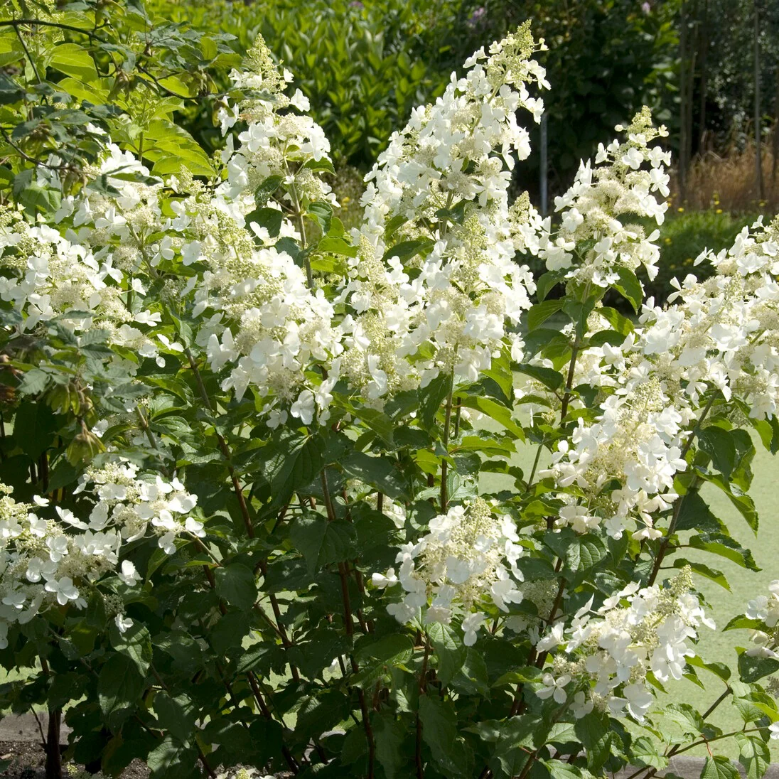Miniatuur 2