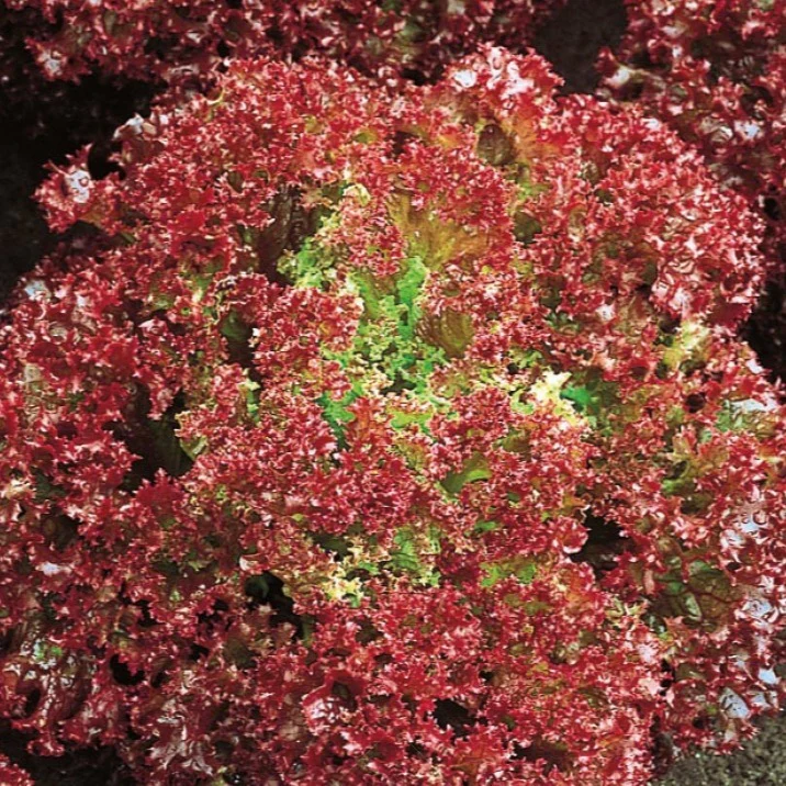Miniatuur 1