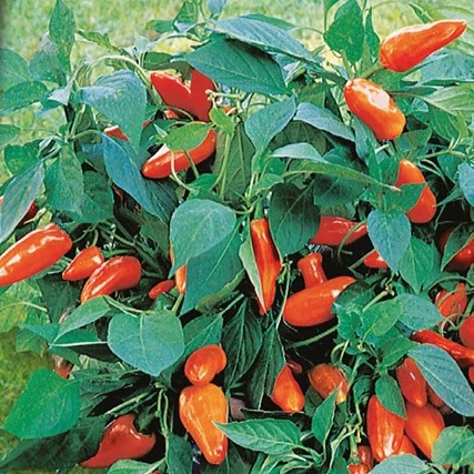 Miniatuur 1