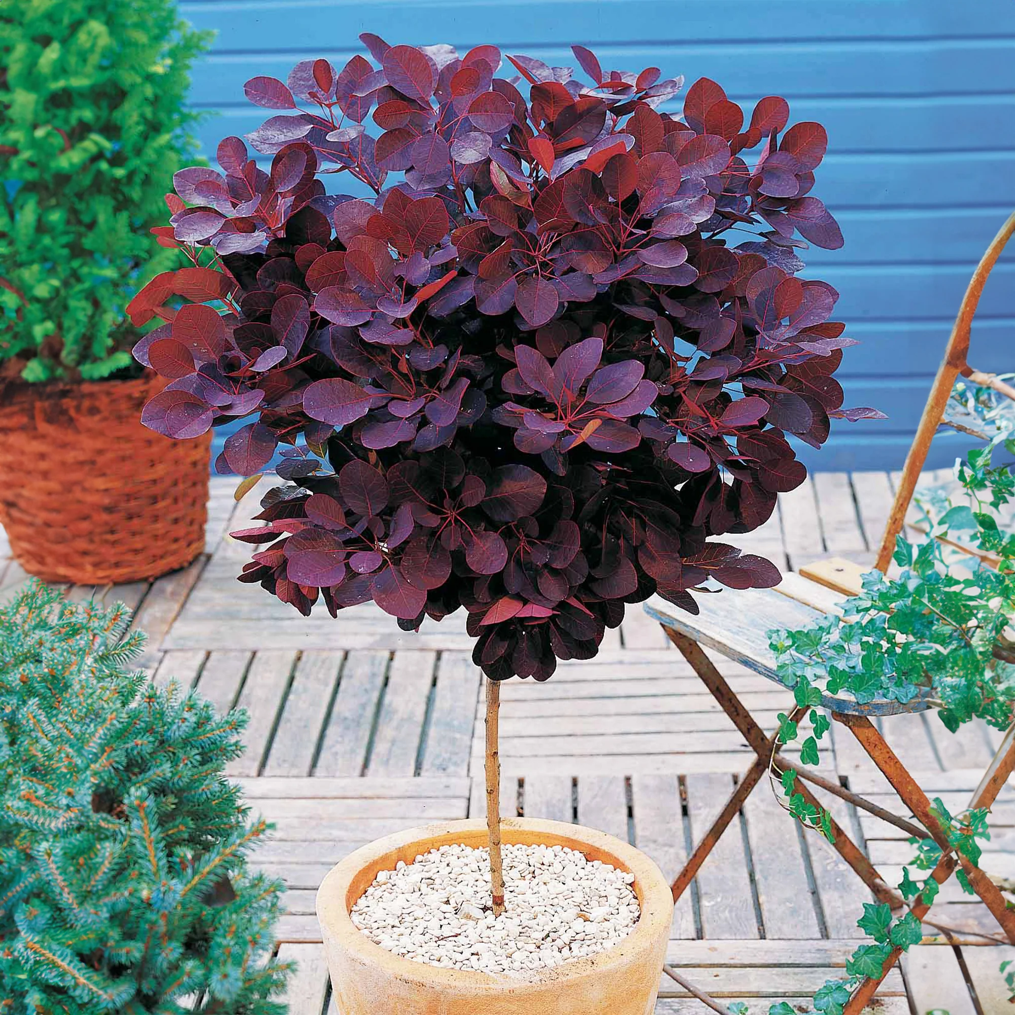 Miniatuur 1