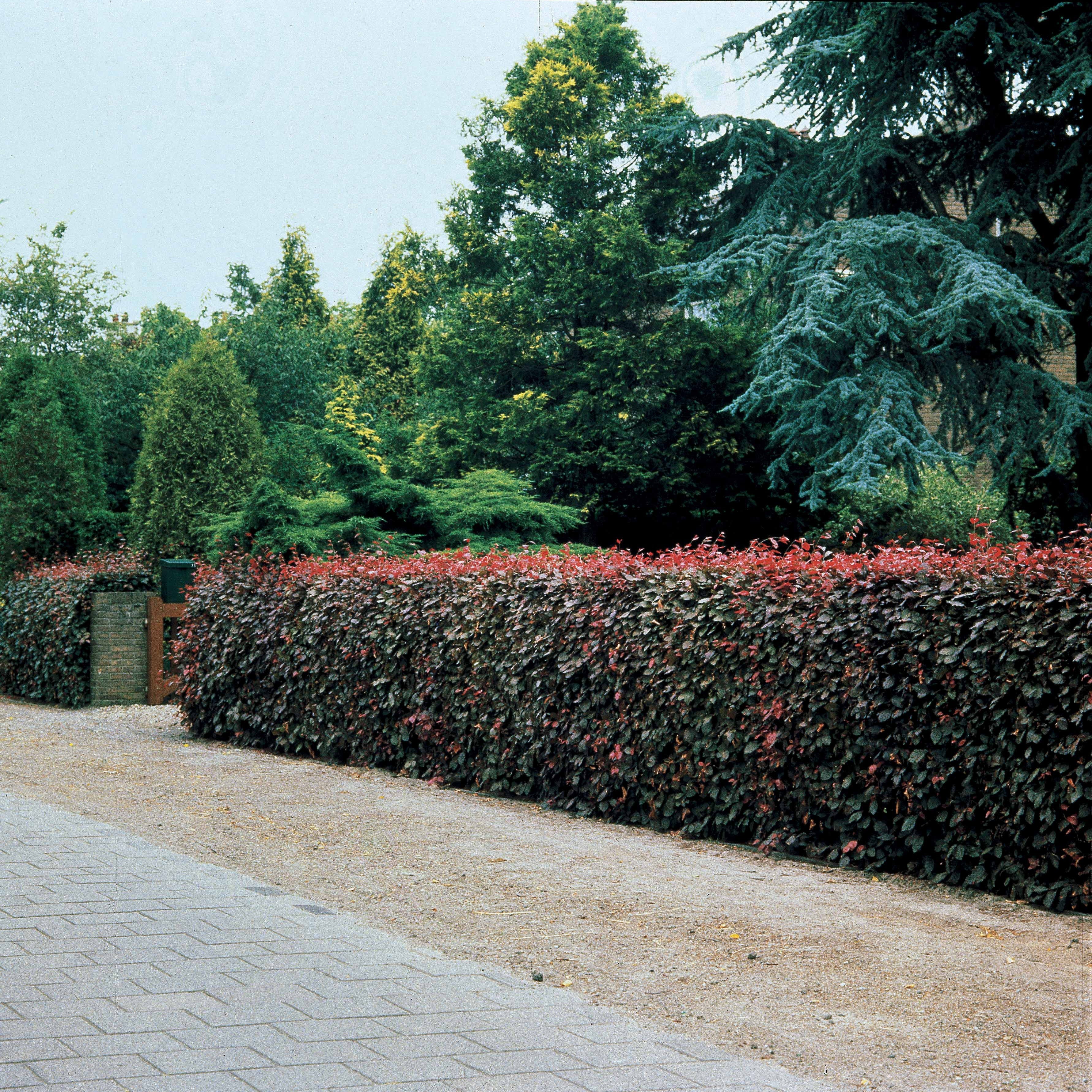 Miniatuur 2