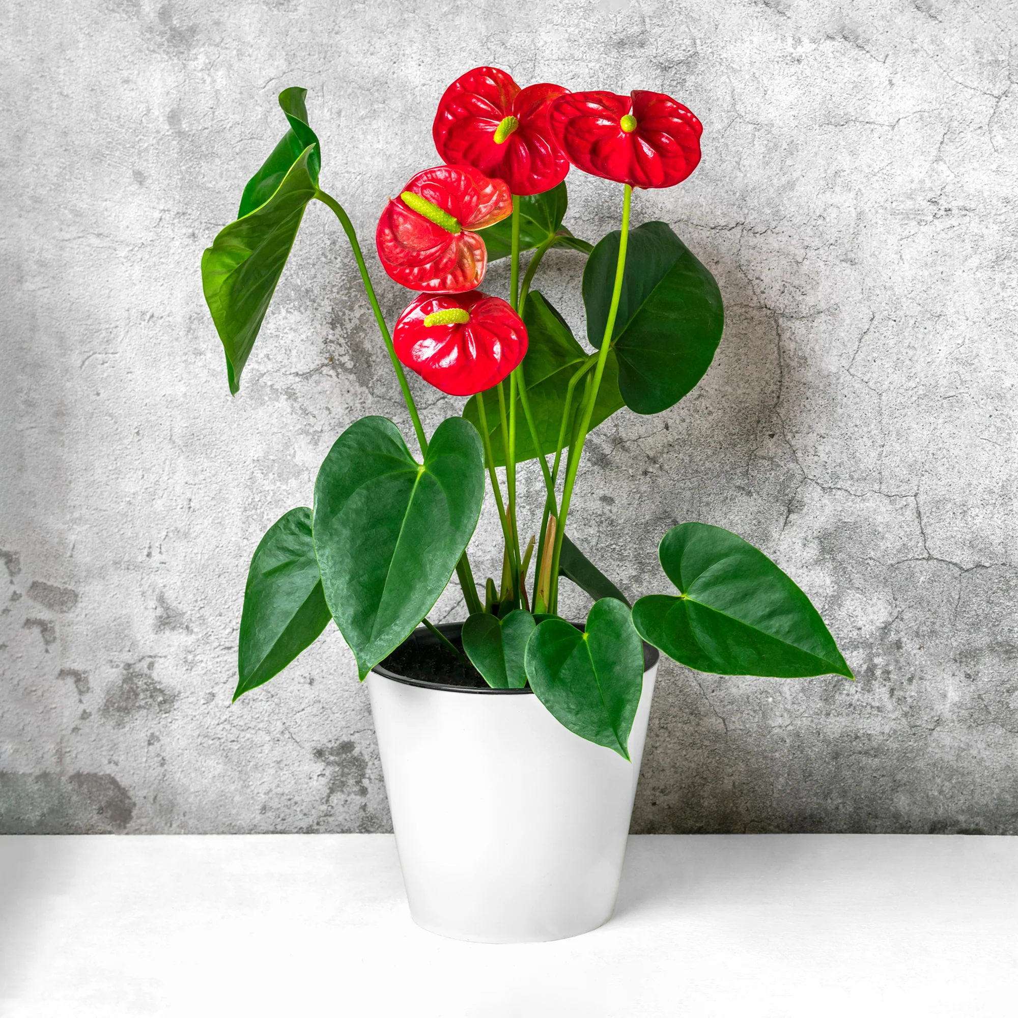 Miniatuur 2