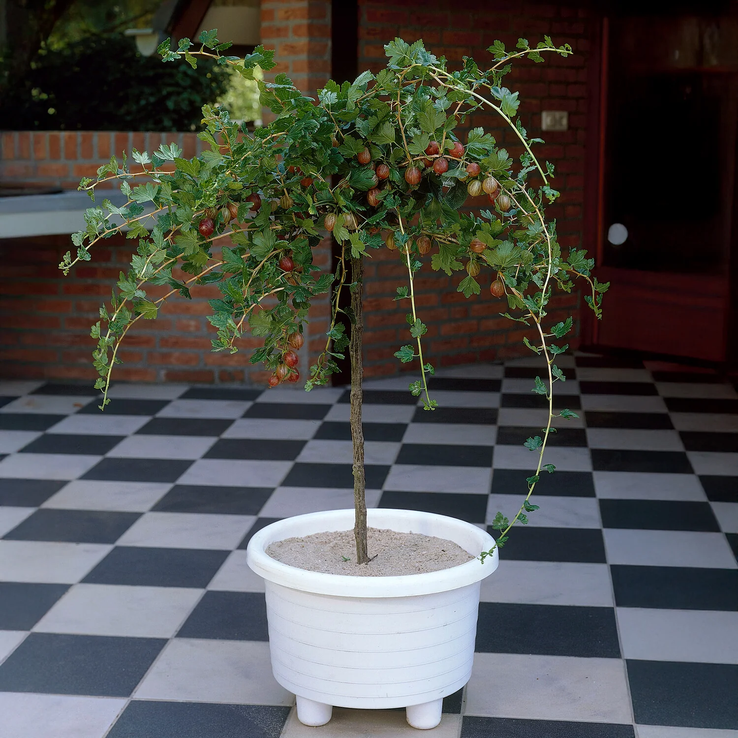 Miniatuur 1