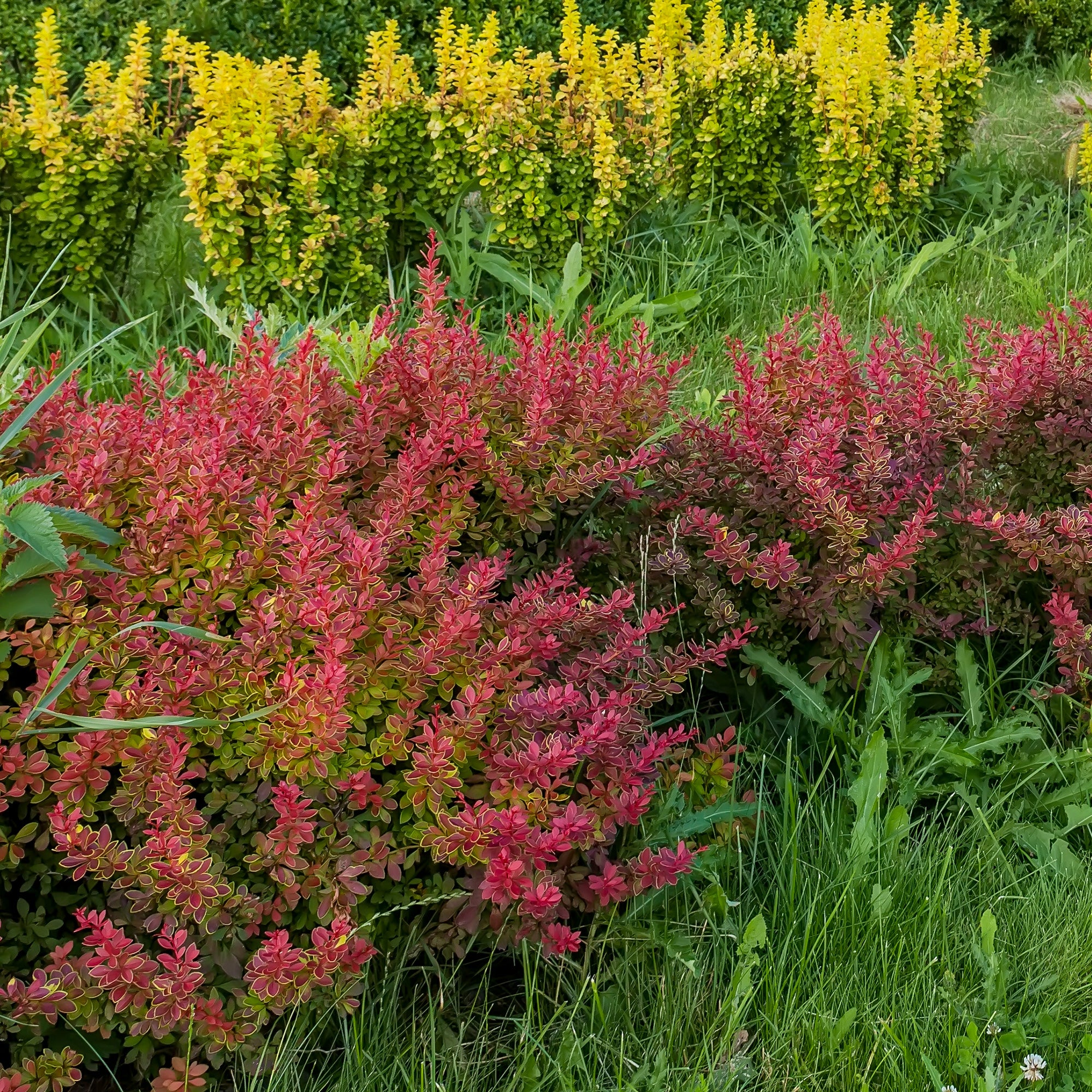 Miniatuur 1