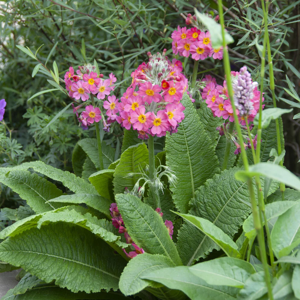 Miniatuur 2