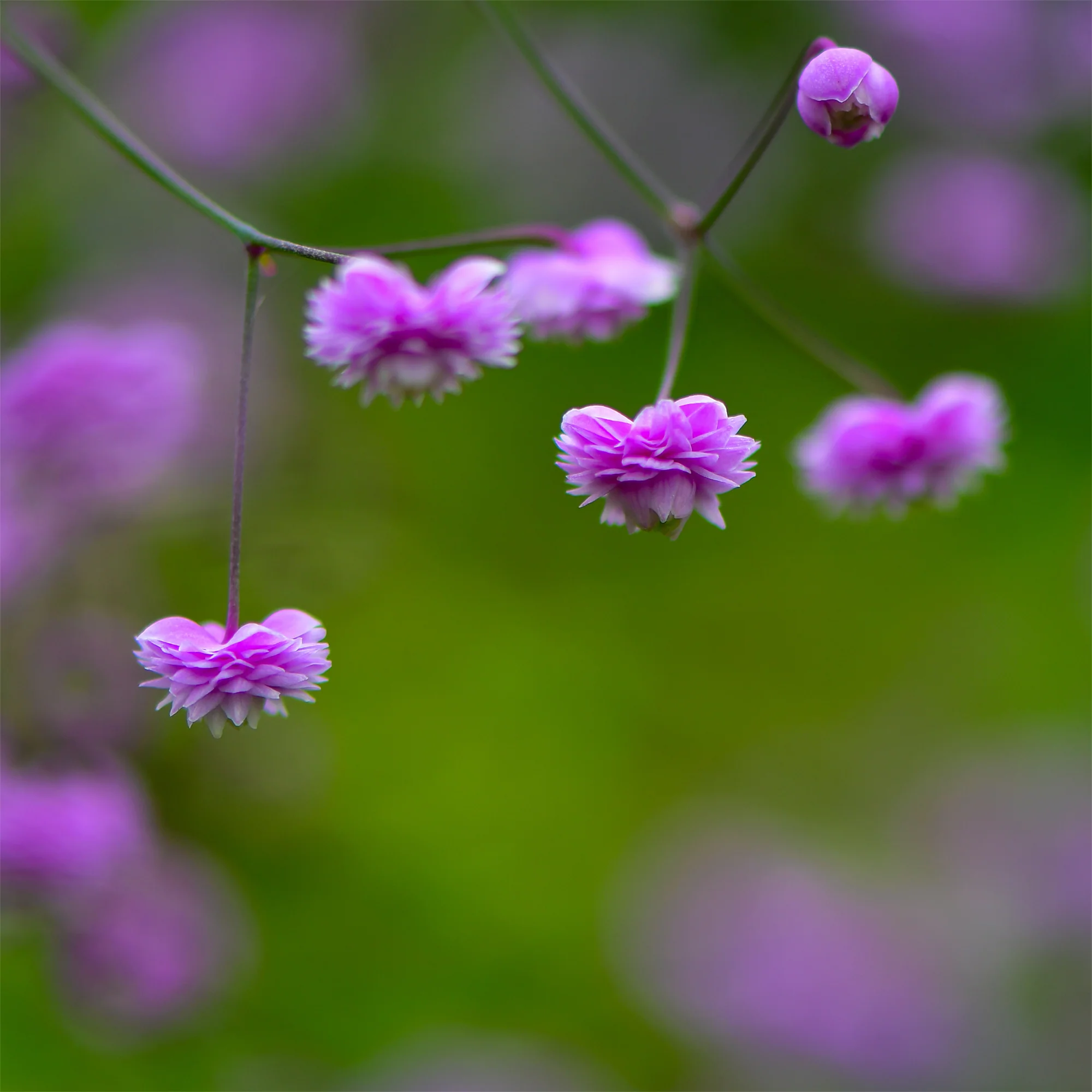Miniatuur 2