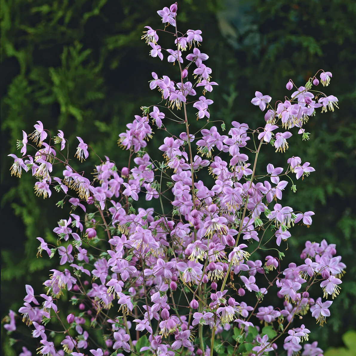 Miniatuur 1