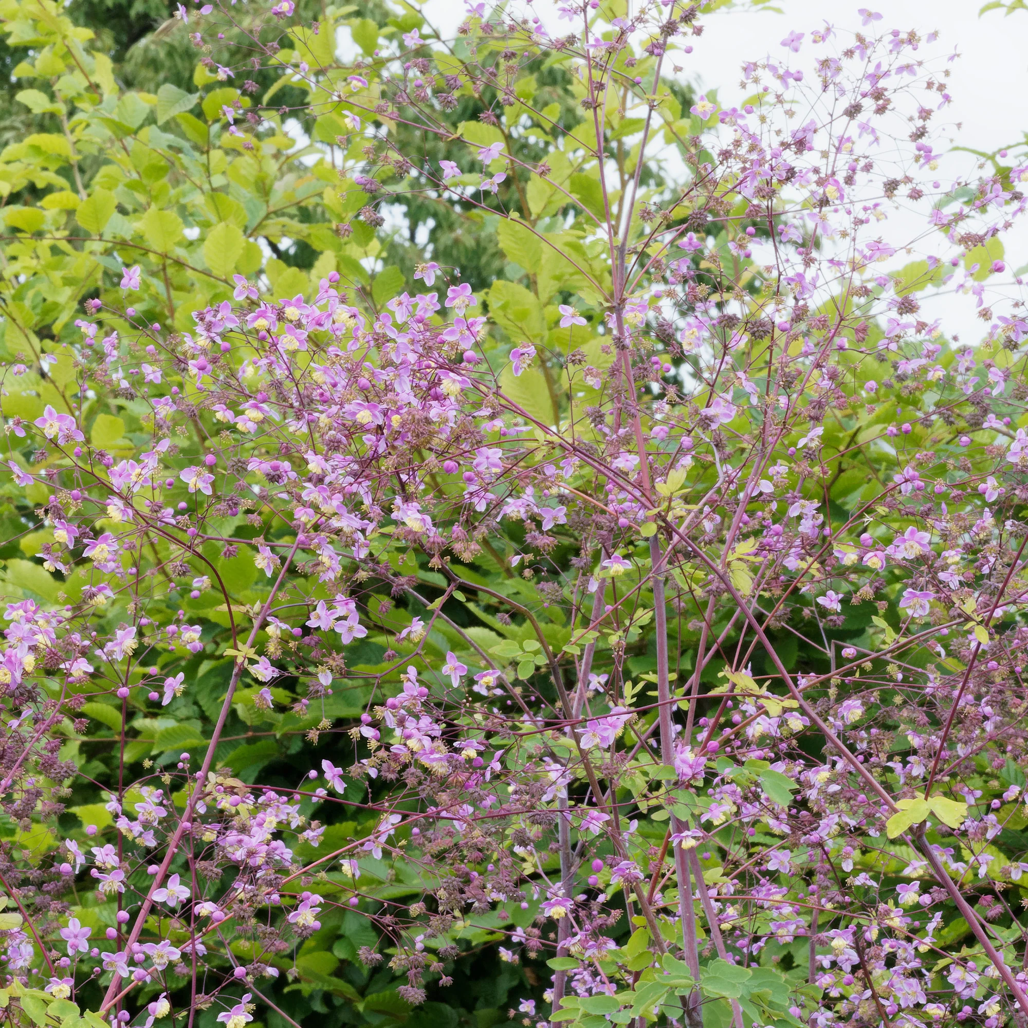 Miniatuur 1