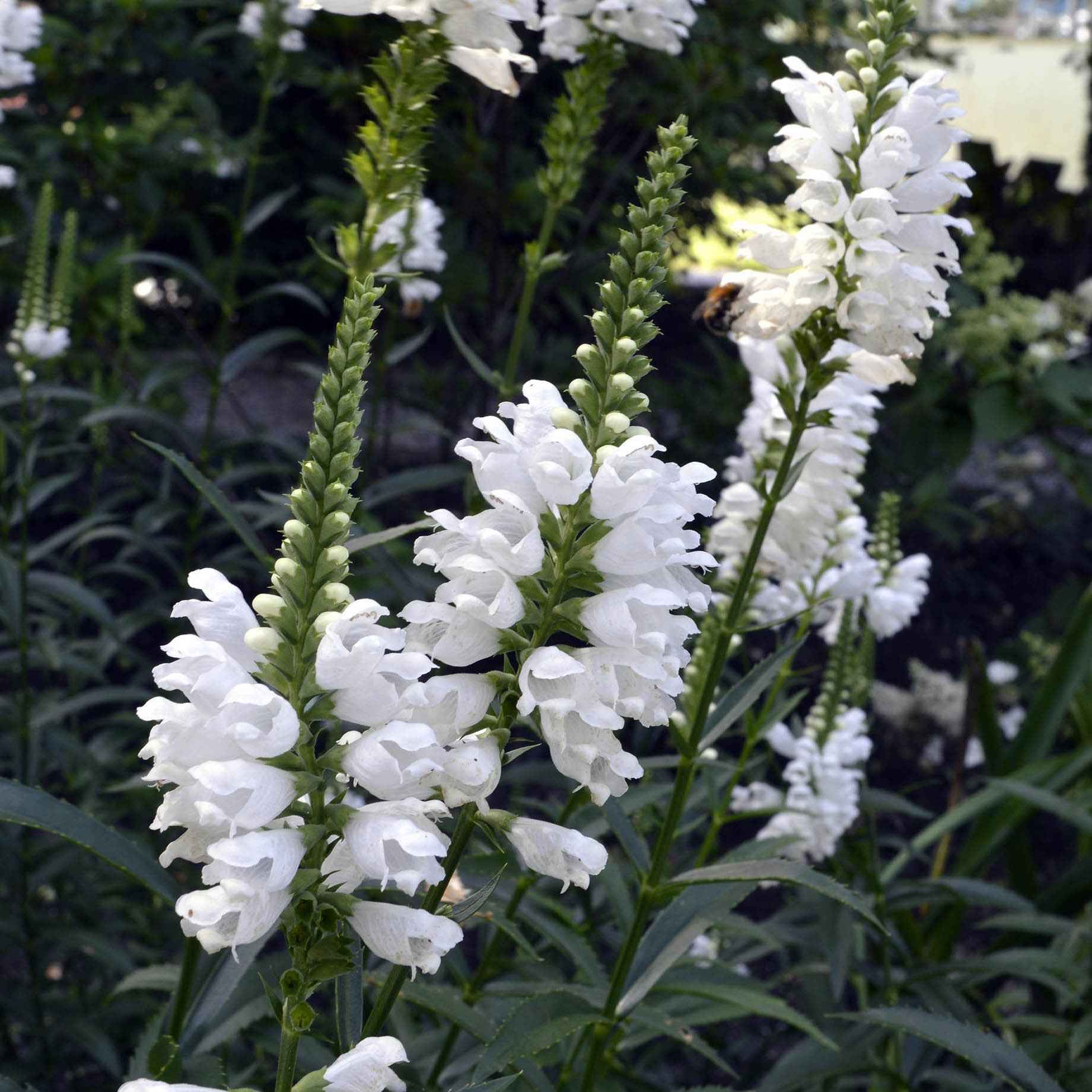 Miniatuur 1