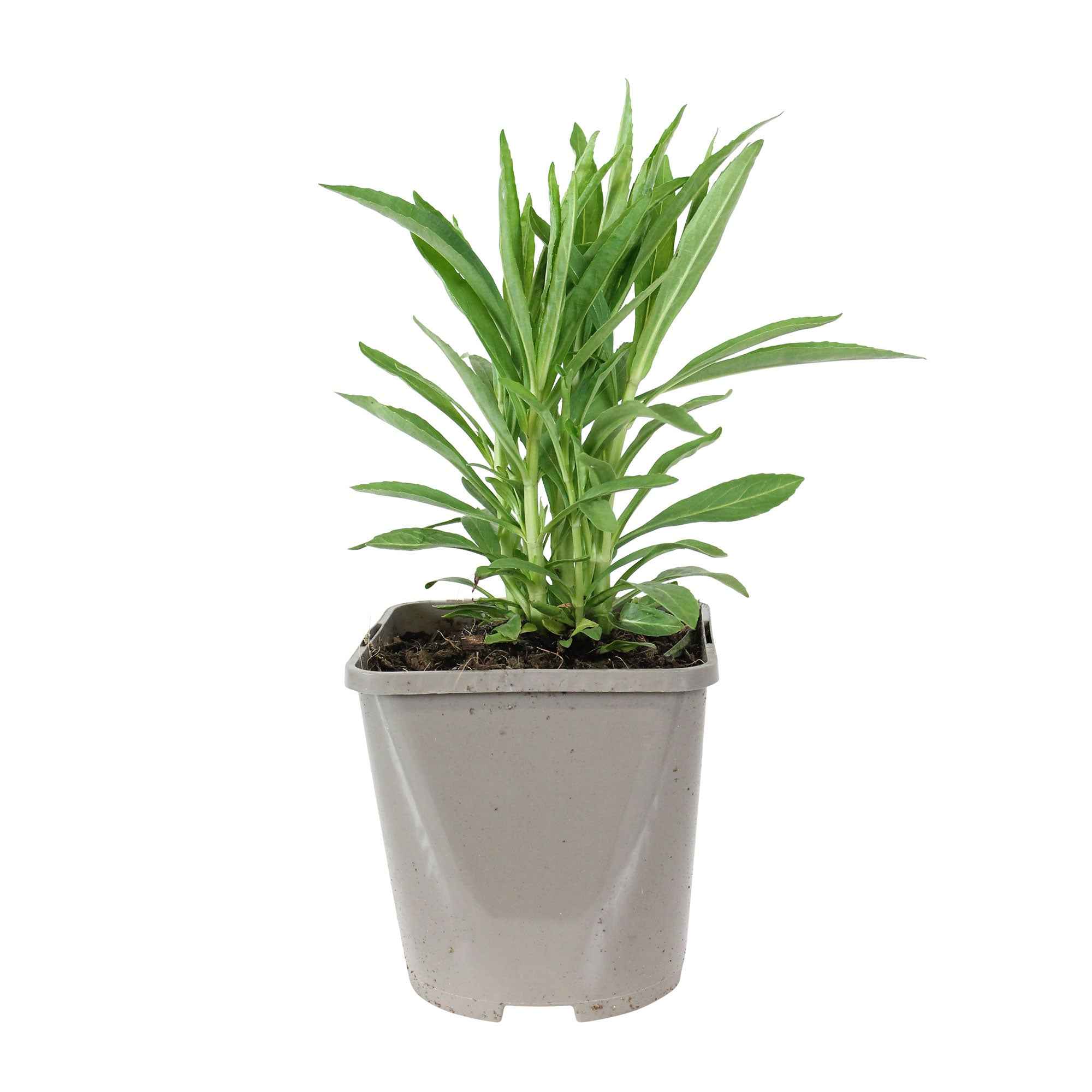 Miniatuur 2