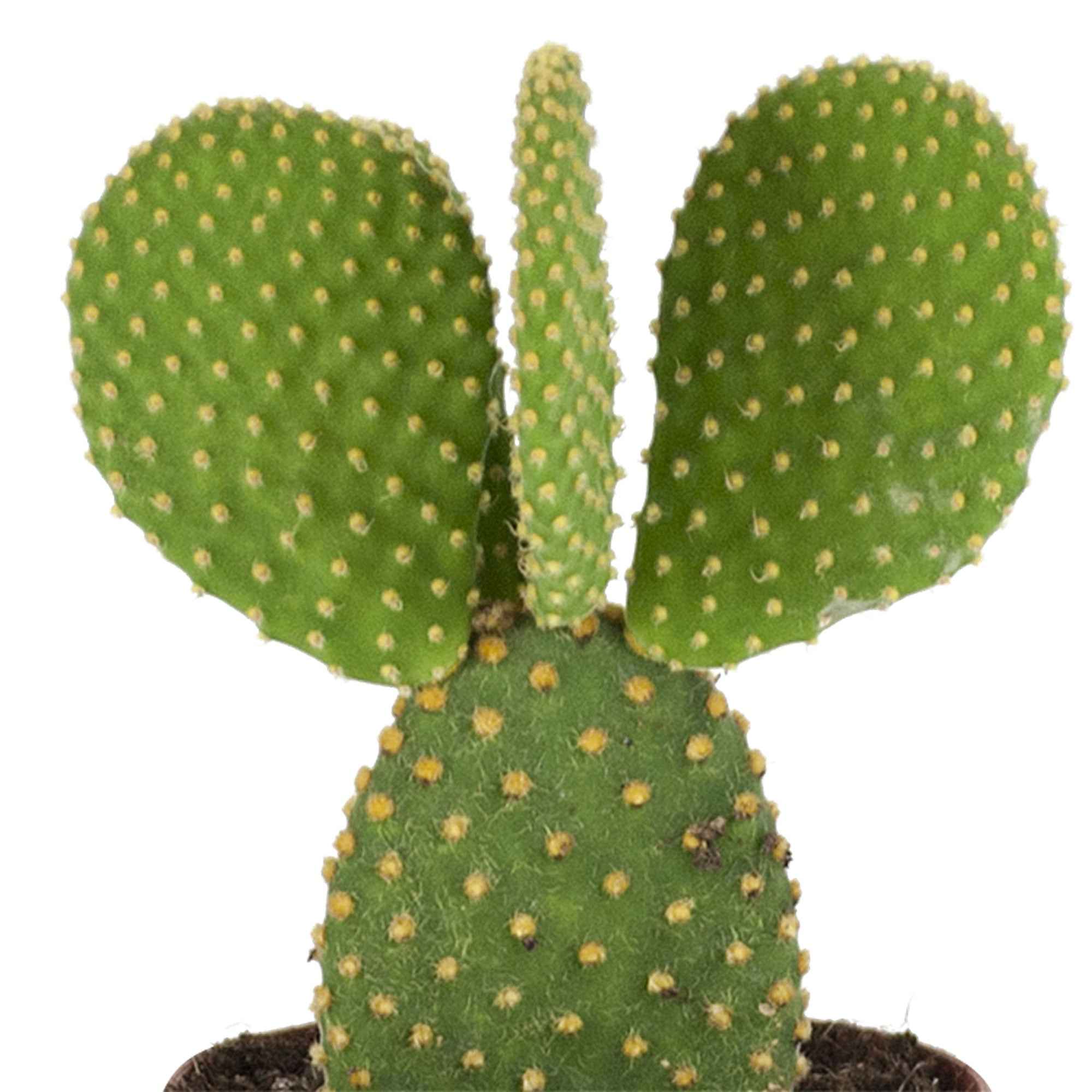 Miniatuur 2