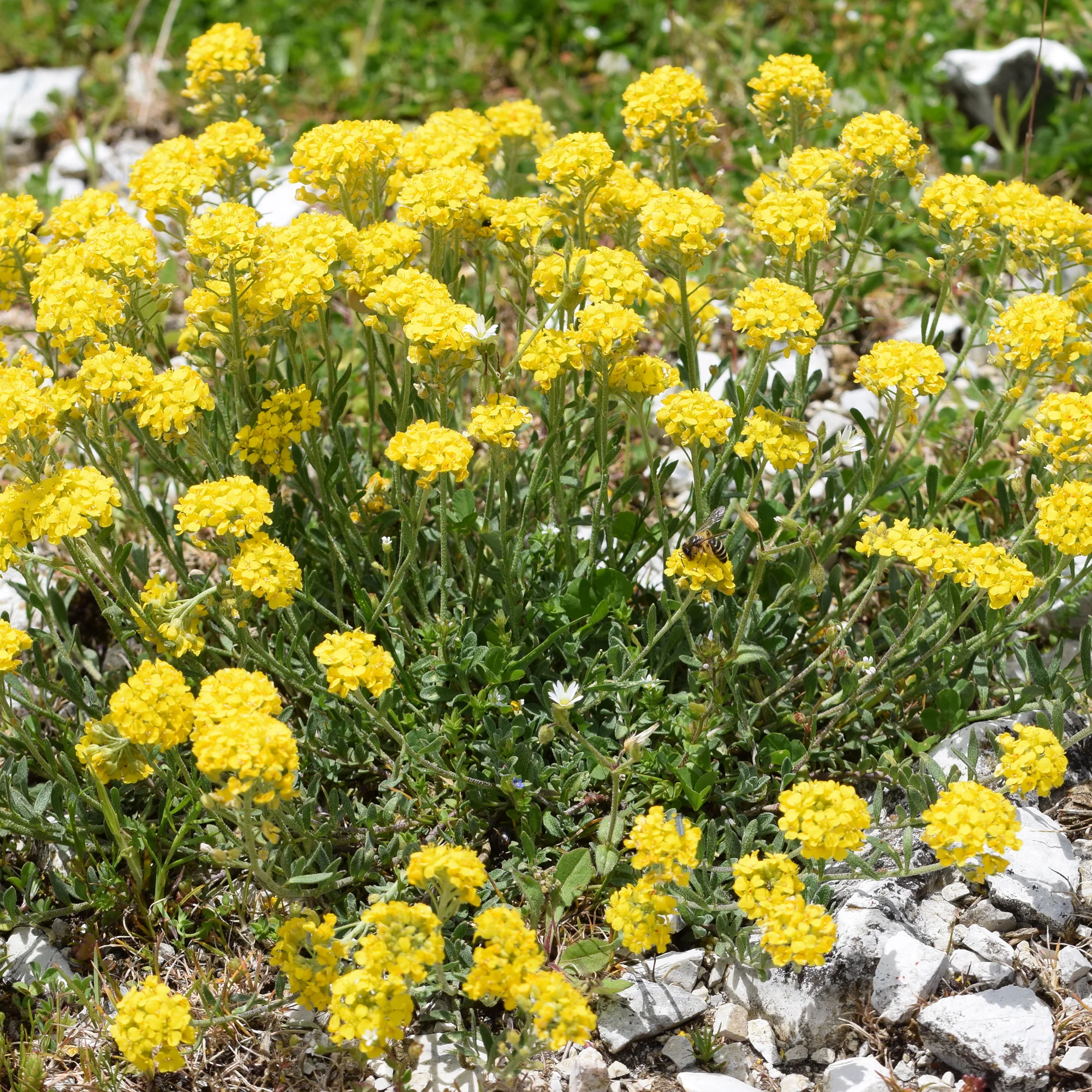 Miniatuur 2